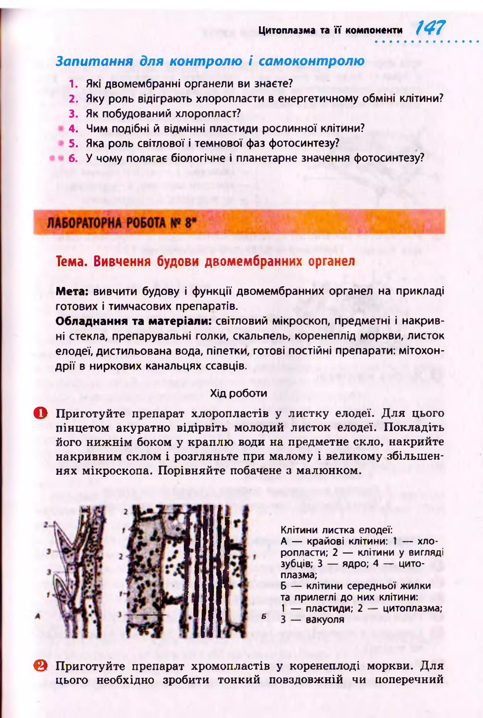 Цитоплазма та її компоненти 147
Запитання для контролю і самоконтролю
1. Які двомембранні органели ви знаєте?
2. Яку роль відіграють хлоропласти в енергетичному обміні клітини?
3. Як побудований хлоропласт?
4. Чим подібні й відмінні пластиди рослинної клітини?
5. Яка роль світлової і темнової фаз фотосинтезу?
6. У чому полягає біологічне і планетарне значення фотосинтезу?
Тема. Вивчення будови двомембранних органел
Мета: вивчити будову і функції двомембранних органел на прикладі
готових і тимчасових препаратів.
Обладнання та матеріали: світловий мікроскоп, предметні і накрив­
ні стекла, препарувальні голки, скальпель, коренеплід моркви, листок
елодеї, дистильована вода, піпетки, готові постійні препарати: мітохон­
дрії в ниркових канальцях ссавців.
Хід роботи
О Приготуйте препарат хлоропластів у листку елодеї. Д ля цього
пінцетом акуратно відірвіть молодий листок елодеї. Покладіть
його н и ж н ім боком у краплю води на предметне скло, накрийте
накривним склом і розгляньте при малому і великому збільшен­
нях мікроскопа. Порівняйте побачене з малюнком.
Клітини листка елодеї:
А — крайові клітини: 1 — хло­
ропласти; 2 — клітини у вигляді
зубців; 3 — ядро; 4 — цито­
плазма;
Б — клітини середньої жилки
та прилеглі до них клітини:
1 — пластиди; 2 — цитоплазма;
Б 3 — вакуоля
© Приготуйте препарат хромопластів у коренеплоді моркви. Для
цього необхідно зробити тонкий повздовжній чи поперечний
 