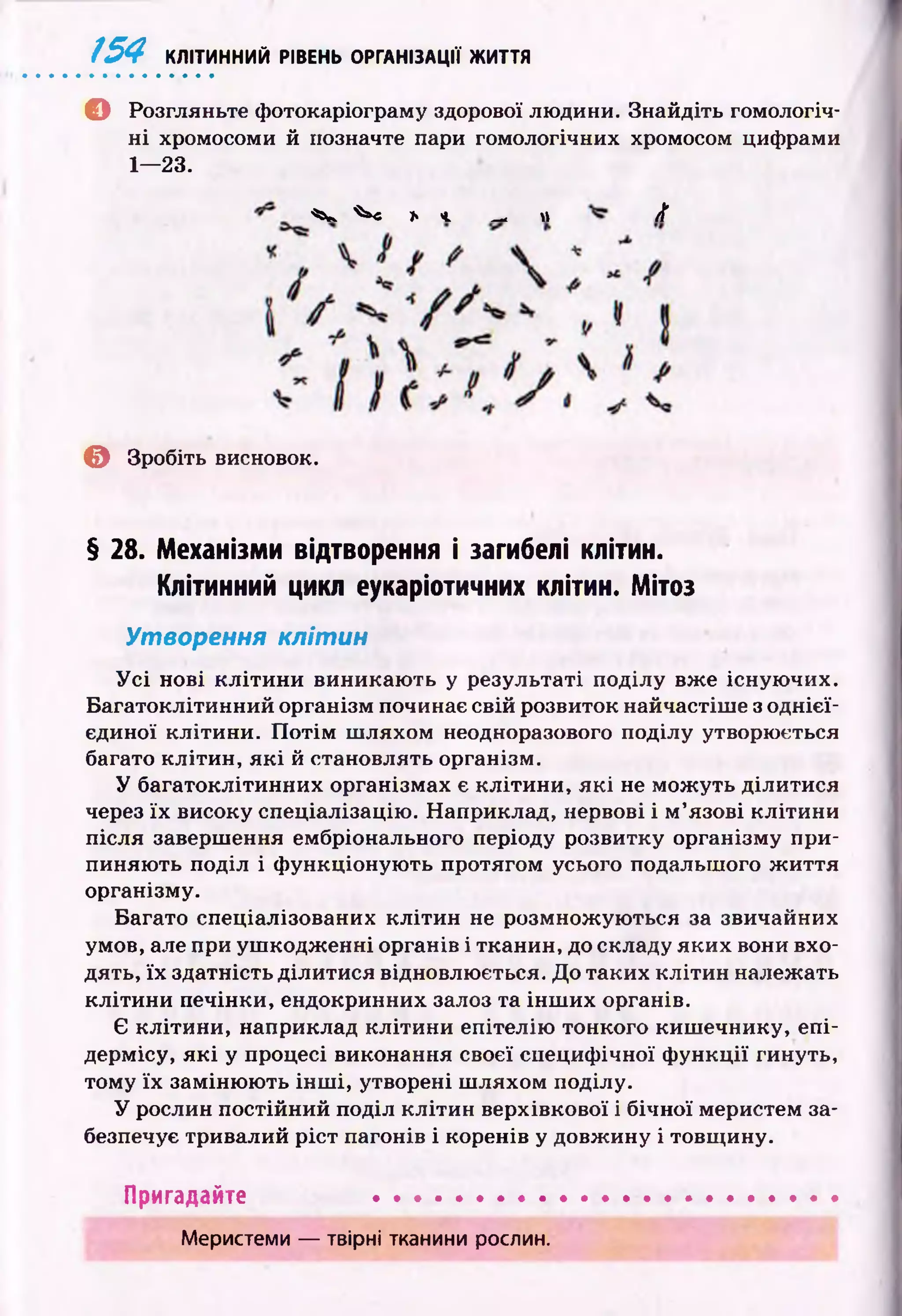 154 КЛІТИННИЙ РІВЕНЬ ОРГАНІЗАЦІЇ ЖИТТЯ
© Розгляньте ф отокаріограму здорової людини. Знайдіть гомологіч­
н і хромосоми й позначте пари гомологічних хромосом цифрами
© Зробіть висновок.
§ 28. Механізми відтворення і загибелі клітин.
Клітинний цикл еукаріотичних клітин. Мітоз
Утворення клітин
У с і нові к л іти н и виникаю ть у результаті поділу вже існую чих.
Б агатоклітинний організм починає свій розвиток найчастіш е з однієї-
єдиної клітини. П о тім ш ляхом неодноразового поділу утворюється
багато клітин, я к і й становлять організм.
У багатоклітинних організмах є кліти н и , я к і не мож уть ділитися
через їх високу спеціалізацію . Наприклад, нервові і м ’язові к літи н и
після завершення ембріонального періоду розвитку організму при­
пиняю ть поділ і ф ункціоную ть протягом усього подальшого ж и ття
організму.
Багато спеціалізованих кл іти н не розмнож ую ться за звичайних
умов, але при уш кодж енні органів і тканин, до складу яких вони вхо­
дять, їх здатність ділитися відновлюється. До таких кліти н належать
кліти ни печінки, ендокринних залоз та ін ш и х органів.
Є клітини, наприклад кліти н и епітелію тонкого киш ечнику, епі­
дермісу, я к і у процесі виконання свосї специф ічної ф ункції гинуть,
тому їх заміню ю ть ін ш і, утворені ш ляхом поділу.
У рослин постійний поділ кліти н верхівкової і бічної меристем за­
безпечує тривалий р іст пагонів і коренів у довж ину і товщ ину.
1— 23.
^ ^ ь ч. —  ft
Пригадайте
Меристеми — твірні тканини рослин.
 