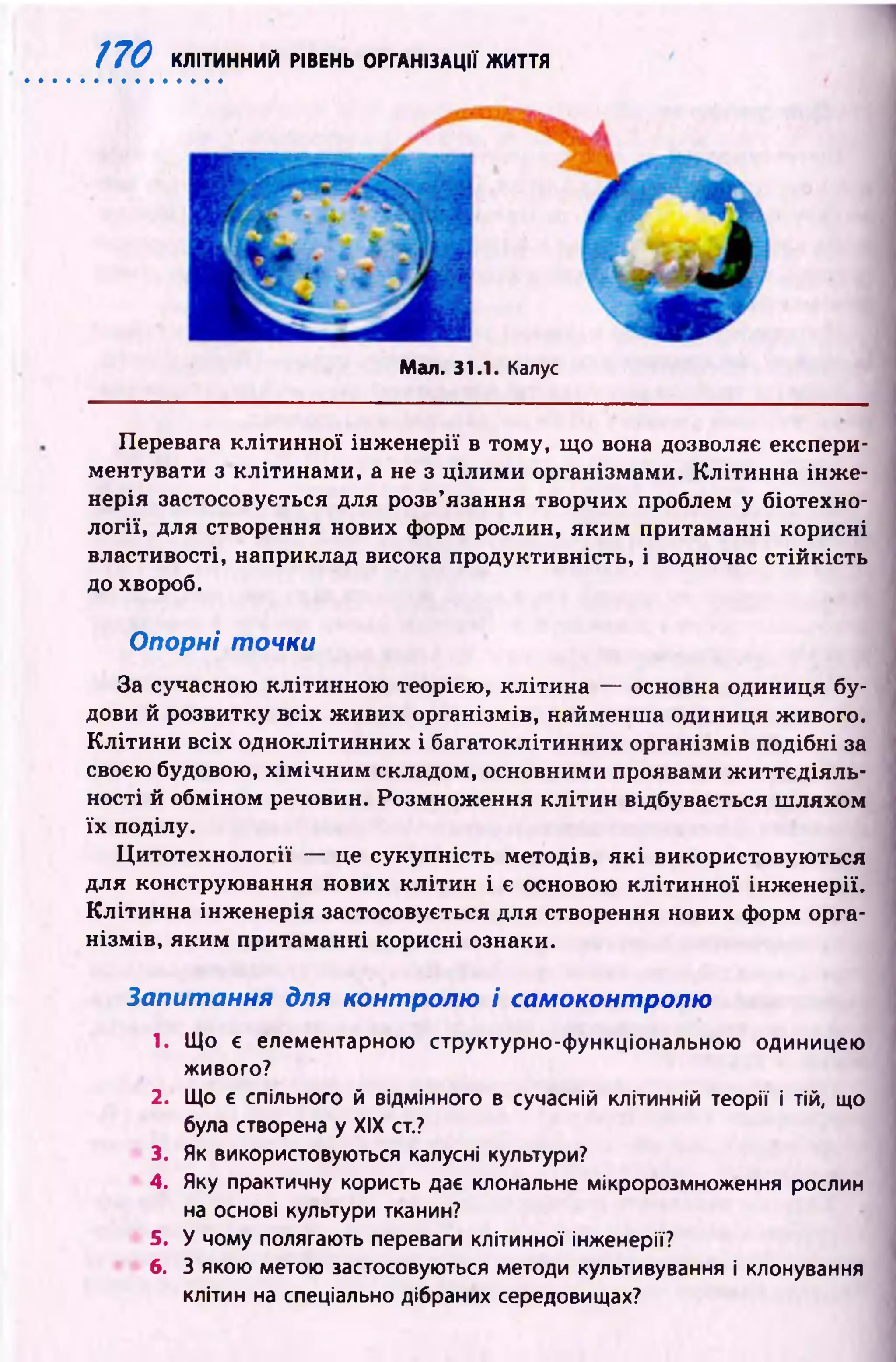 170 КЛІТИННИЙ РІВЕНЬ ОРГАНІЗАЦІЇ ЖИТТЯ
Мал. 31.1. Калус
Перевага кл іти н н о ї ін ж ен ер ії в тому, щ о вона дозволяє експери­
ментувати з клітинам и, а не з ц іли м и організмами. К літинна ін ж е­
нерія застосовується для розв’язання творчих проблем у біотехно-
л огії, для створення нових форм рослин, яким притаманні корисні
властивості, наприклад висока продуктивність, і водночас стій кість
до хвороб.
Опорні точки
За сучасною клітинною теорією, кліти на — основна одиниця бу­
дови й розвитку всіх ж ивих організмів, найменш а одиниця живого.
К л іти н и всіх одноклітинних і багатоклітинних організмів подібні за
своєю будовою, х ім іч н и м складом, основними проявами ж и ттєд іял ь­
ності й обміном речовин. Розмнож ення кл іти н відбувається ш ляхом
їх поділу.
Ц итотехнології — це сукупність методів, я к і використовую ться
для конструю вання нових кл іти н і є основою к л іти н н о ї інж енерії.
К літинна інж енерія застосовується для створення нових форм орга­
нізм ів, яким притаманні корисні ознаки.
Запитання для контролю і самоконтролю
1. Що є елементарною структурно-функціональною одиницею
живого?
2. Що є спільного й відмінного в сучасній клітинній теорії і тій, що
була створена у XIX ст.?
3. Як використовуються калусні культури?
4. Яку практичну користь дає клональне мікророзмноження рослин
на основі культури тканин?
5. У чому полягають переваги клітинної інженерії?
6. З якою метою застосовуються методи культивування і клонування
клітин на спеціально дібраних середовищах?
 