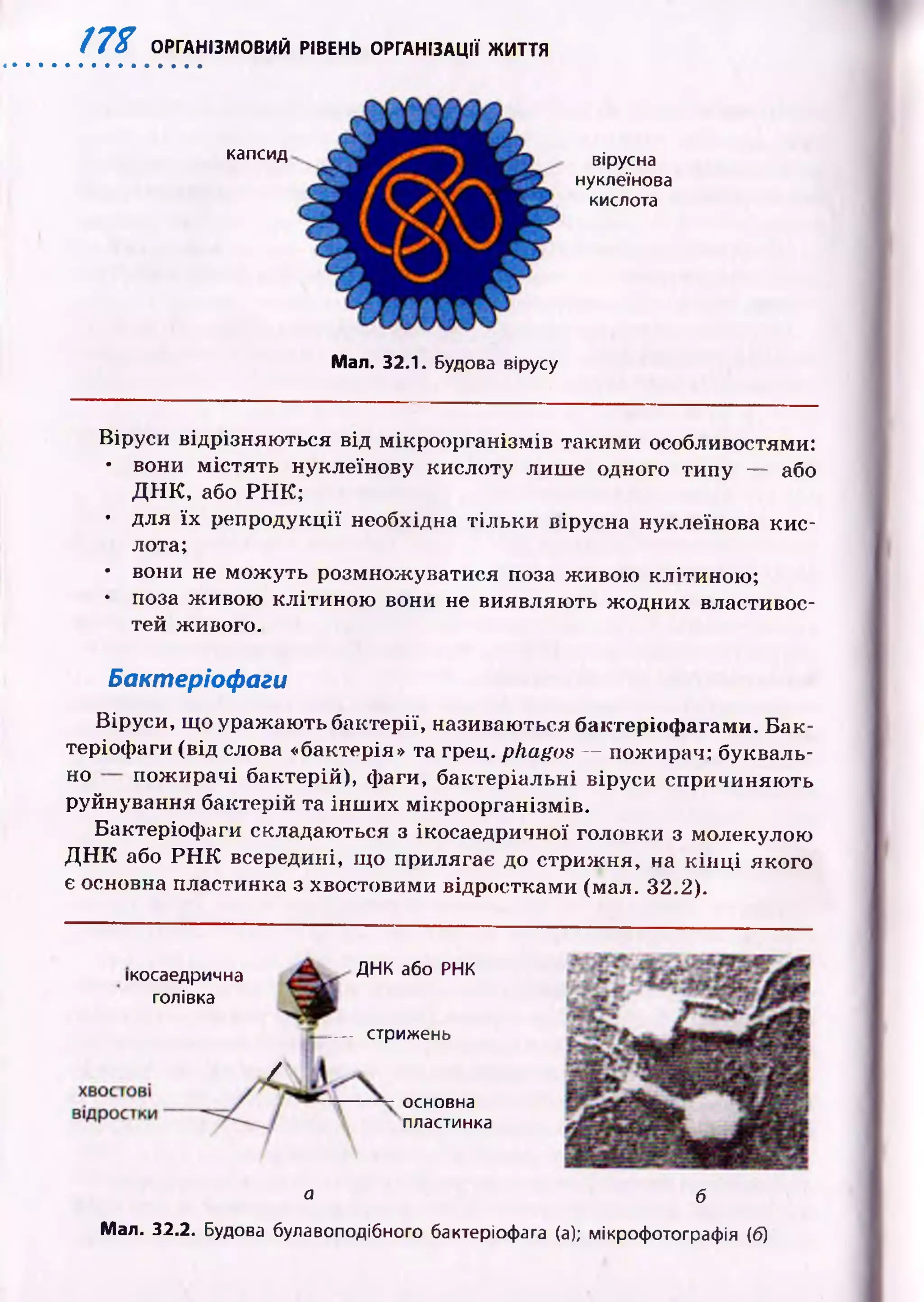 m ОРГАНІЗМОВИЙ РІВЕНЬ ОРГАНІЗАЦІЇ ЖИТТЯ
капсид вірусна
нуклеїнова
кислота
Мал. 32.1. Будова вірусу
Віруси відрізняю ться від мікроорганізмів такими особливостями:
• вони м істять нуклеїнову кислоту лиш е одного типу — або
Д Н К , або Р Н К ;
• для їх репродукції необхідна тіл ьки вірусна нуклеїнова к и с­
лота;
• вони не мож уть розмнож уватися поза ж ивою клітиною ;
• поза ж ивою клітиною вони не виявляю ть ж одних властивос­
тей живого.
Бактеріофаги
Віруси, що ураж аю ть бактерії, називаються бактеріоф агами. Б а к ­
теріофаги (від слова «бактерія» та грец. phagos — пожирач: букваль­
но пож ирачі бактерій), фаги, бактеріальні віруси спричиняю ть
руйнування бактерій та ін ш и х мікроорганізмів.
Бактеріофаги складаються з ікосаедричної головки з молекулою
Д Н К або Р Н К всередині, що прилягає до стриж ня, на к ін ц і якого
є основна пластинка з хвостовими відростками (мал. 32.2).
ікосаедрична
голівка
/
ДНК або РНК
— стрижень
основна
пластинка
о б
Мал. 32.2. Будова булавоподібного бактеріофага (а); мікрофотографія (б)
 