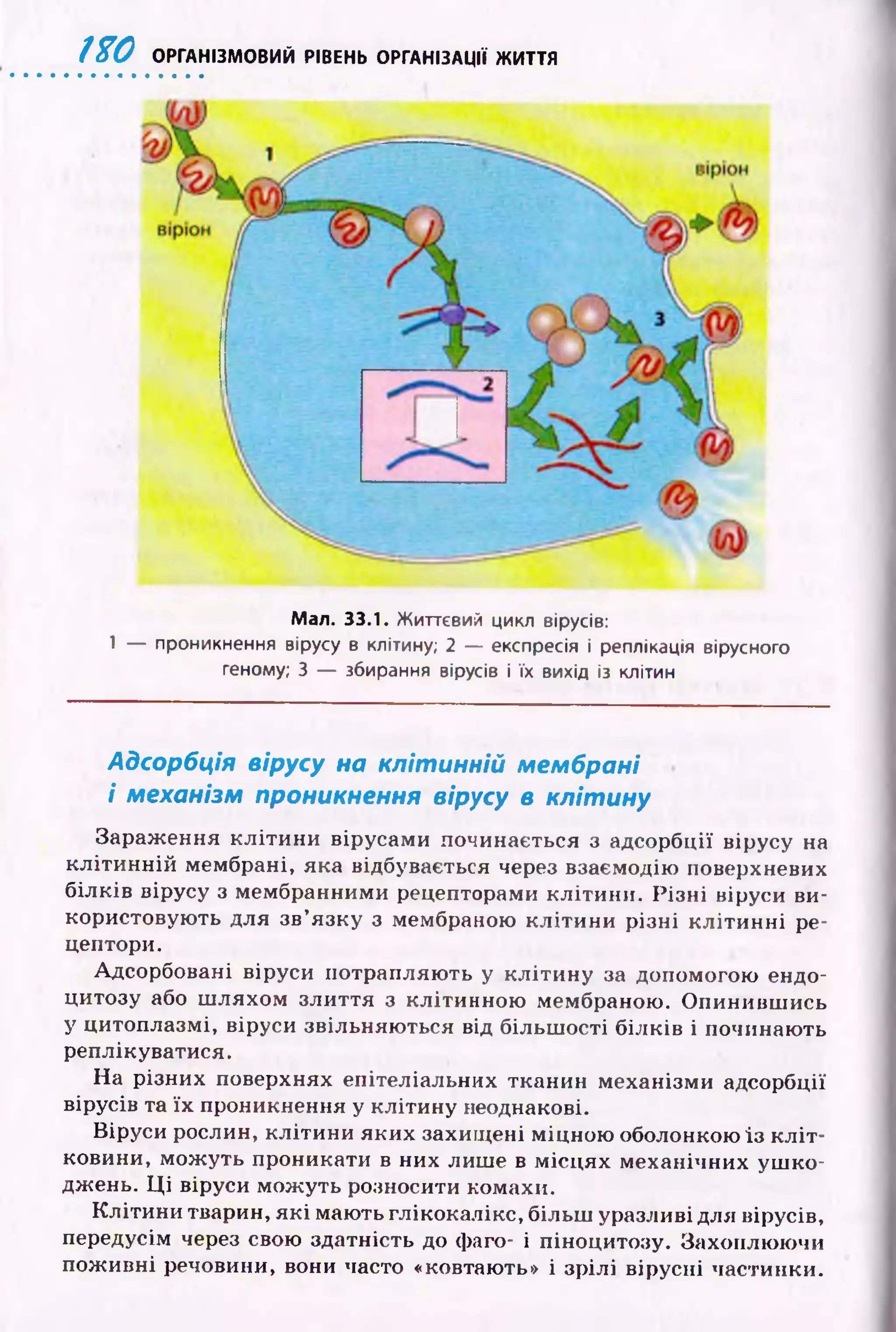 1%0 ОРГАНІЗМОВИЙ РІВЕНЬ ОРГАНІЗАЦІЇ ЖИТТЯ
Мал. 33.1. Життєвий цикл вірусів:
1 — проникнення вірусу в клітину; 2 — експресія і реплікація вірусного
геному; 3 — збирання вірусів і їх вихід із клітин
Адсорбція вірусу на клітинній мембрані
і механізм проникнення вірусу в клітину
Зараж ення к л іти н и вірусами починається з адсорбції вірусу на
к л іти н н ій мембрані, яка відбувається через взаємодію поверхневих
білків вірусу з мембранними рецепторами клітини. Р ізн і віруси ви­
користовую ть для зв’язку з мембраною к л іти н и р ізні к л іти н н і ре­
цептори.
Адсорбовані віруси потрапляю ть у к л іти н у за допомогою ендо­
цитозу або ш ляхом злиття з клітинною мембраною. О пинивш ись
у цитоплазмі, віруси звільняю ться від більш ості білків і починають
реплікуватися.
На різних поверхнях епітеліальних тканин механізми адсорбції
вірусів та їх проникнення у клітину неоднакові.
Віруси рослин, кліти ни яких захищ ені м іцною оболонкою із к л іт­
ковини, мож уть проникати в них лише в м ісц ях механічних уш ко­
джень. Ц і віруси м ож уть розносити комахи.
К літи н и тварин, я к і мають глікокалікс, більш уразливі для вірусів,
передусім через свою здатність до фаго- і піноцитозу. Захоплю ю чи
пож ивні речовини, вони часто «ковтають» і зр іл і вірусні частинки.
 