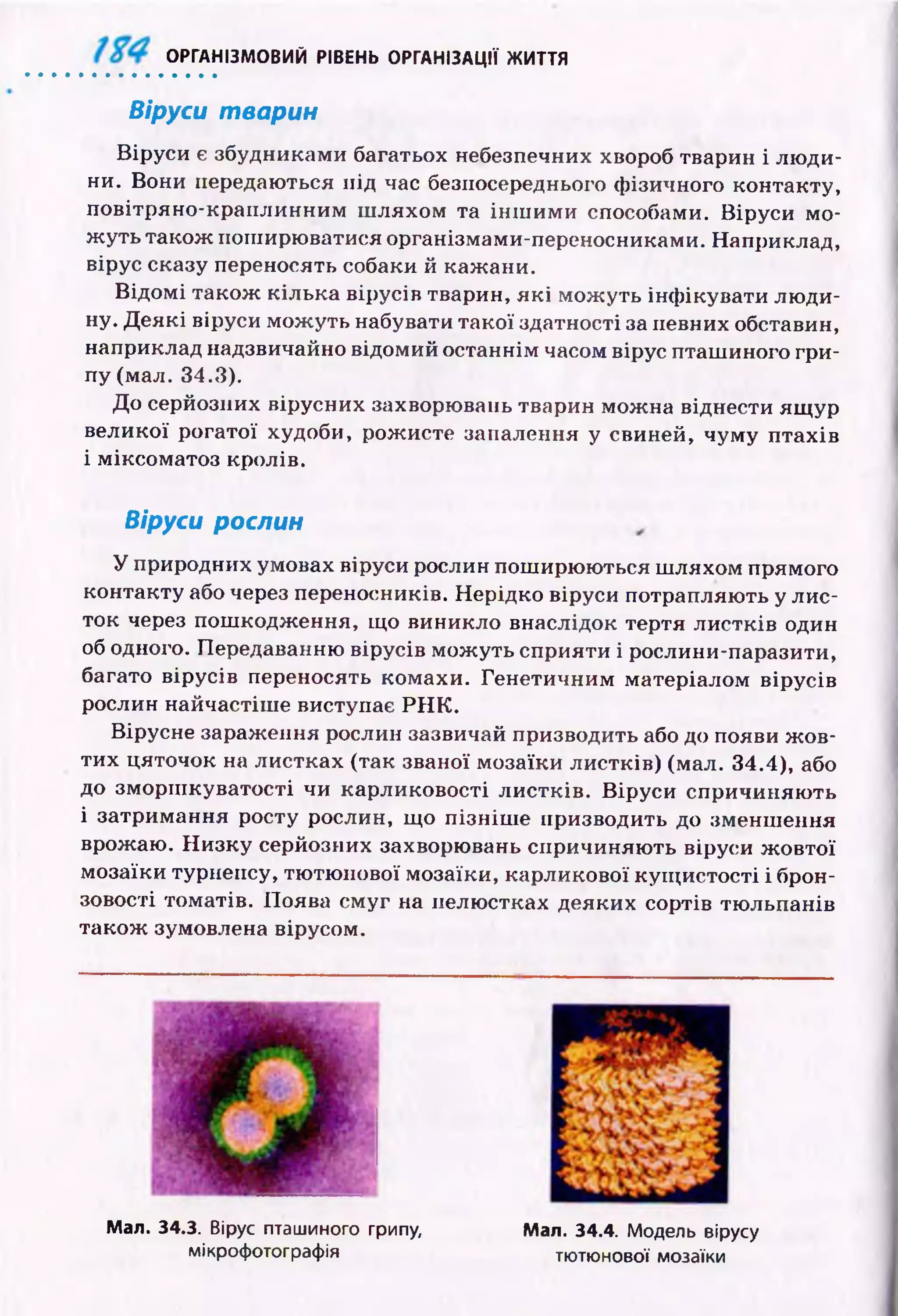 Віруси тварин
В іруси є збудниками багатьох небезпечних хвороб тварин і лю ди­
ни. Вони передаються під час безпосереднього ф ізичного контакту,
повітряно-краплинним ш ляхом та ін ш и м и способами. В іруси м о­
ж уть також пош ирю ватися організмами-переносниками. Наприклад,
вірус сказу переносять собаки й кажани.
В ід ом і також кілька вірусів тварин, я к і м ож уть інф ікувати лю ди­
ну. Д еякі віруси мож уть набувати такої здатності за певних обставин,
наприклад надзвичайно відомий останнім часом вірус пташ иного гри­
пу (мал. 34.3).
До серйозних вірусних захворювань тварин можна віднести ящ ур
великої рогатої худоби, рожисте запалення у свиней, чуму птахів
і міксоматоз кролів.
Віруси рослин
У природних умовах віруси рослин пош ирю ю ться ш ляхом прямого
контакту або через переносників. Нерідко віруси потрапляю ть у лис­
ток через пош кодж ення, що виникло внаслідок тертя ли стків один
об одного. Передаванню вірусів м ож уть сприяти і рослини-паразити,
багато вірусів переносять комахи. Генетичним матеріалом вірусів
рослин найчастіш е виступає Р Н К .
Вірусне зараження рослин зазвичай призводить або до появи ж ов­
тих цяточок на листках (так званої мозаїки листків) (мал. 34.4), або
до зморш куватості чи карликовості ли стків. В іруси спричиняю ть
і затримання росту рослин, щ о пізн іш е призводить до зменш ення
врожаю. Н и зку серйозних захворювань спричиняю ть віруси ж овтої
мозаїки турнепсу, тю тю нової мозаїки, карликової кущ истості і брон-
зовості томатів. Поява см уг на пелю стках деяких сортів тю льпанів
також зумовлена вірусом.
ОРГАНІЗМОВИЙ РІВЕНЬ ОРГАНІЗАЦІЇ ЖИТТЯ
Мал. 34.3. Вірус пташиного грипу,
мікрофотографія
Мал. 34.4. Модель вірусу
тютюнової мозаїки
 