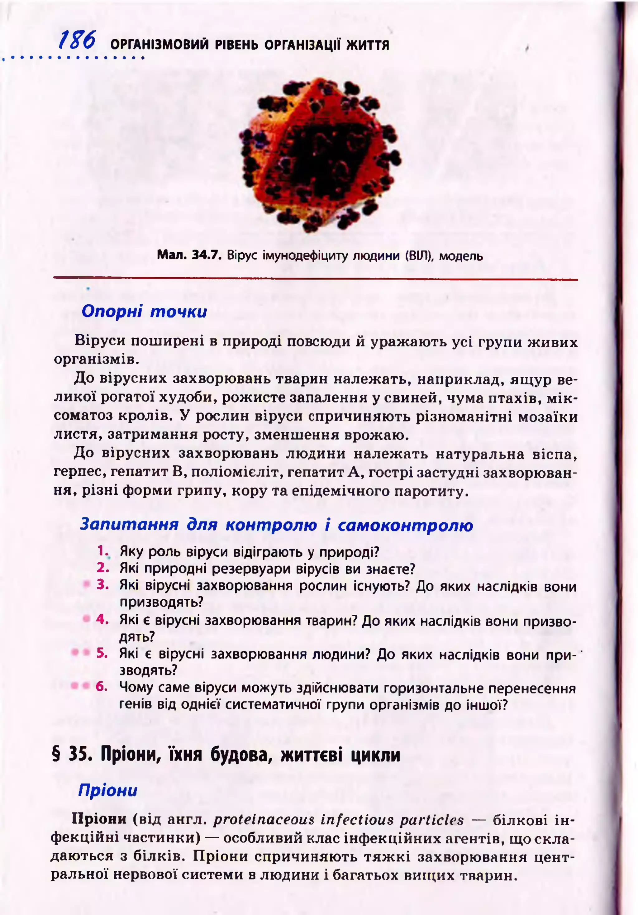 1X6 ОРГАНІЗМОВИЙ
Мал.
Опорні точки
Віруси пош ирені в природі повсюди й ураж аю ть усі групи ж ивих
організмів.
До вірусних захворювань тварин належать, наприклад, ящ ур ве­
ли кої рогатої худоби, рожисте запалення у свиней, чума птахів, м ік ­
соматоз кролів. У рослин віруси спричиняю ть різном анітні мозаїки
листя, затримання росту, зменшення врожаю.
До вірусних захворювань лю дини належ ать натуральна віспа,
герпес, гепатит В, поліом ієліт, гепатит А , гострі застудні захворюван­
ня, р ізн і форми грипу, кору та епідемічного паротиту.
Запитання для контролю і самоконтролю
1. Яку роль віруси відіграють у природі?
2. Які природні резервуари вірусів ви знаєте?
3. Які вірусні захворювання рослин існують? До яких наслідків вони
призводять?
4. Які є вірусні захворювання тварин? До яких наслідків вони призво­
дять?
5. Які є вірусні захворювання людини? До яких наслідків вони при-'
зводять?
6. Чому саме віруси можуть здійснювати горизонтальне перенесення
генів від однієї систематичної групи організмів до іншої?
§ 35. Пріони, їхня будова, життєві цикли
Пріони
Пріони (від англ. proteinaceous infectious particles — білкові ін ­
ф екційні частинки) — особливий клас інф екційних агентів, що скла­
даю ться з білків. П ріони спричиняю ть т я ж к і захворювання цент­
ральної нервової системи в людини і багатьох вищ их тварин.
34.7. Вірус імунодефіциту людини (ВІГІ), модель
РІВЕНЬ ОРГАНІЗАЦІЇ ЖИТТЯ
 