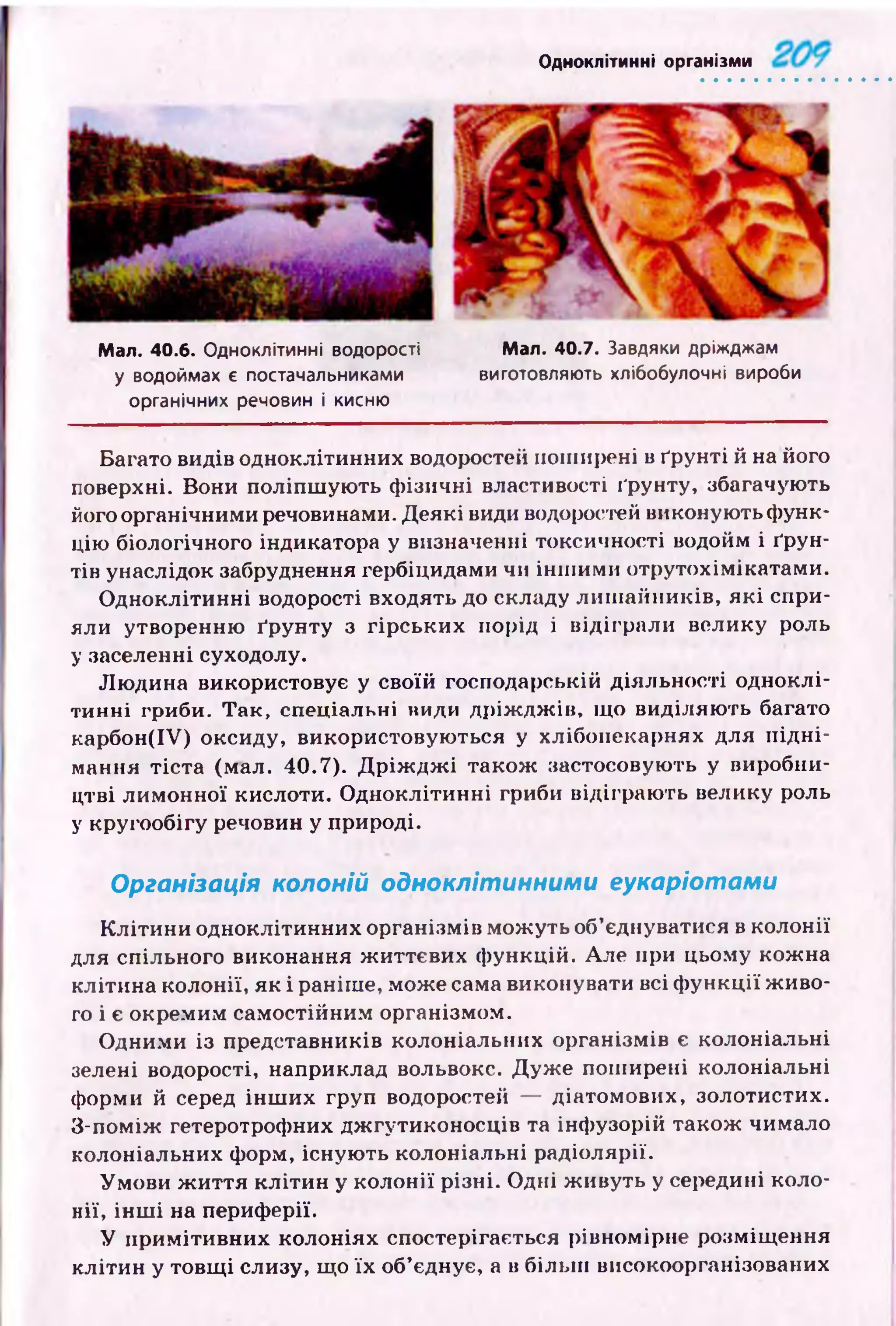 Одноклітинні організми
Мал. 40.6. Одноклітинні водорості Мал. 40.7. Завдяки дріжджам
у водоймах є постачальниками виготовляють хлібобулочні вироби
органічних речовин і кисню
Багато видів одноклітинних водоростей поширені в ґрунті й на його
поверхні. Вони поліпш ую ть ф ізичні властивості ґрунту, збагачують
його органічними речовинами. Д еякі види водоростей виконують функ­
цію біологічного індикатора у визначенні токсичності водойм і ґрун­
тів унаслідок забруднення гербіцидами чи інш ими отрутохімікатами.
О дноклітинні водорості входять до складу лиш айників, я к і спри­
яли утворенню ґрунту з гір ськи х порід і відіграли велику роль
у заселенні суходолу.
Лю дина використовує у своїй господарській діяльності одноклі­
ти н ні гриби. Так, спеціальні види д р іж д ж ів, що виділяю ть багато
карбон(ІУ) оксиду, використовую ться у хлібопекарнях для п ід н і­
мання тіста (мал. 40.7). Д р іж д ж і також застосовую ть у виробни­
цтві лимонної кислоти. О дноклітинні гриби відіграю ть велику роль
у кругообігу речовин у природі.
Організація колоній одноклітинними еукаріотами
К літи н и одноклітинних організмів мож уть об’єднуватися в колонії
для спільного виконання ж иттєвих ф ункцій. Але при цьому кожна
клітина колонії, як і раніше, може сама виконувати всі ф ун кц ії ж иво­
го і є окремим самостійним організмом.
О дними із представників колоніальних організмів є колоніальні
зелені водорості, наприклад вольвокс. Д уж е пош ирені колоніальні
форми й серед ін ш и х груп водоростей — діатомових, золотистих.
З-пом іж гетеротрофних дж гутиконосців та інфузорій також чимало
колоніальних форм, існую ть колоніальні радіолярії.
Ум ови ж и ття кл іти н у колон ії різні. Одні ж ивуть у середині коло­
н ії, ін ш і на периферії.
У прим ітивни х колоніях спостерігається рівномірне розміщ ення
кліти н у товщ і слизу, що їх об’єднує, а в більш високоорганізованих
 