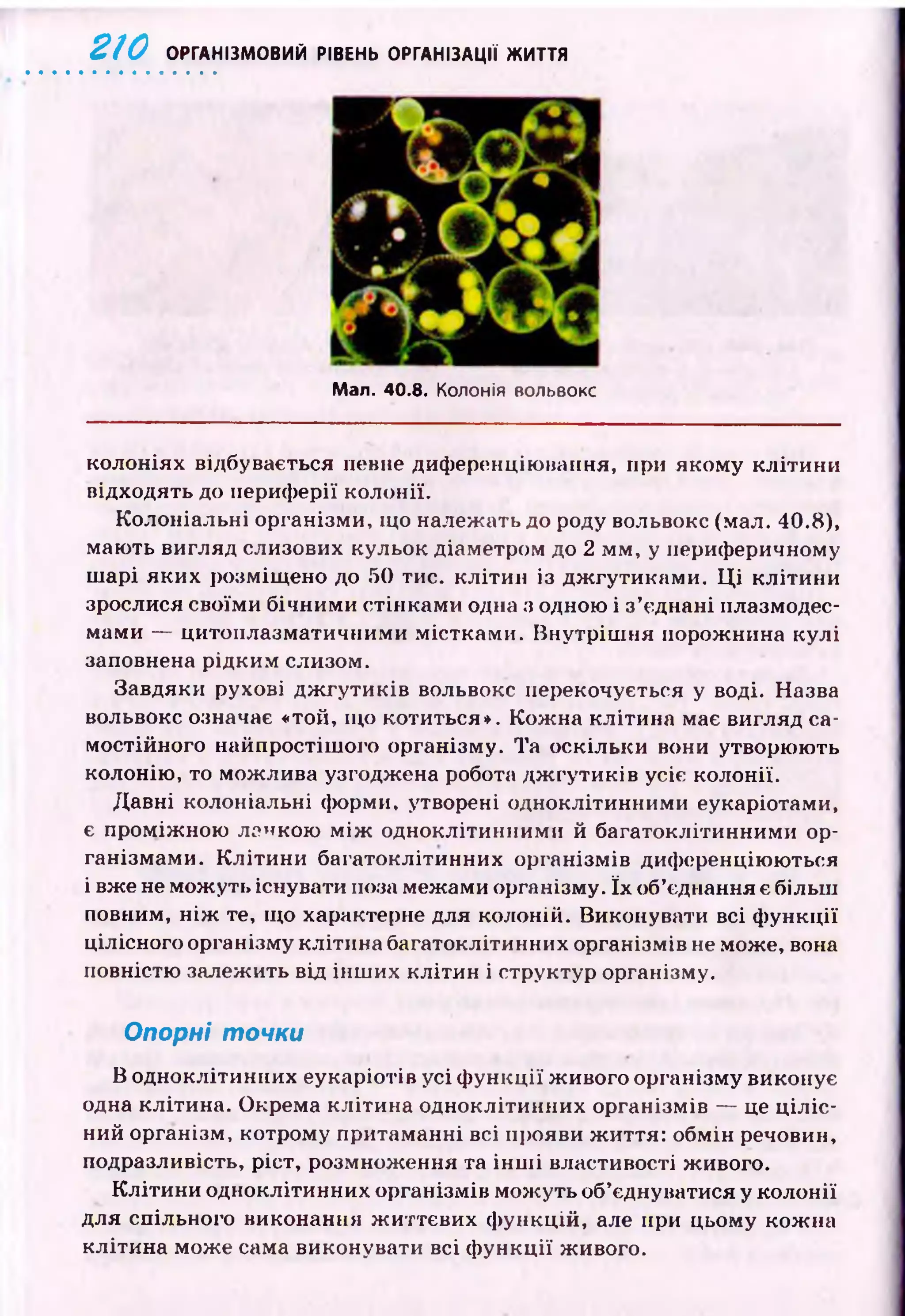 2 1 0 ОРГАНІЗМОВИЙ РІВЕНЬ ОРГАНІЗАЦІЇ ЖИТТЯ
Мал. 40.8. Колонія вольвокс
колоніях відбувається певне диференціювання, при якому к літи н и
відходять до периферії колонії.
Колоніальні організми, що належать до роду вольвокс (мал. 40.8),
мають вигляд слизових кульок діаметром до 2 мм, у периферичному
ш арі яких розміщ ено до 50 тис. кліти н із дж гутикам и. Ц і кліти ни
зрослися своїми бічними стінкам и одна з одною і з’єднані плазмодес­
мами — цитоплазматичними м істкам и. В нутріш ня порожнина кулі
заповнена рідким слизом.
Завдяки рухові дж гути к ів вольвокс перекочується у воді. Назва
вольвокс означає «той, що котиться». Кож на клітина має вигляд са­
мостійного найпростіш ого організму. Та оскільки вони утворюють
колонію, то можлива узгоджена робота дж гути к ів усіє колонії.
Давні колоніальні форми, утворені одноклітинними еукаріотами,
є проміж ною ланкою м іж одноклітинними й багатоклітинними ор­
ганізмами. К л іти н и багатоклітинних організмів диференціюються
і вже не мож уть існувати поза межами організму. їх об’єднання є більш
повним, н іж те, що характерне для колоній. Виконувати всі ф ункції
цілісного організму клітина багатоклітинних організмів не може, вона
повністю залежить від інш их клітин і структур організму.
Опорні точки
В одноклітинних еукаріотів усі ф ун кц ії ж ивого організму виконує
одна клітина. Окрема клітина одноклітинних організмів — це ц іл іс ­
ний організм, котрому притаманні всі прояви ж иття: обмін речовин,
подразливість, ріст, розмноження та ін ш і властивості живого.
К літи ни одноклітинних організмів мож уть об’єднуватися у колонії
для спільного виконання ж иттєвих ф ункцій, але при цьому кож на
клітина може сама виконувати всі ф ун к ц ії живого.
 