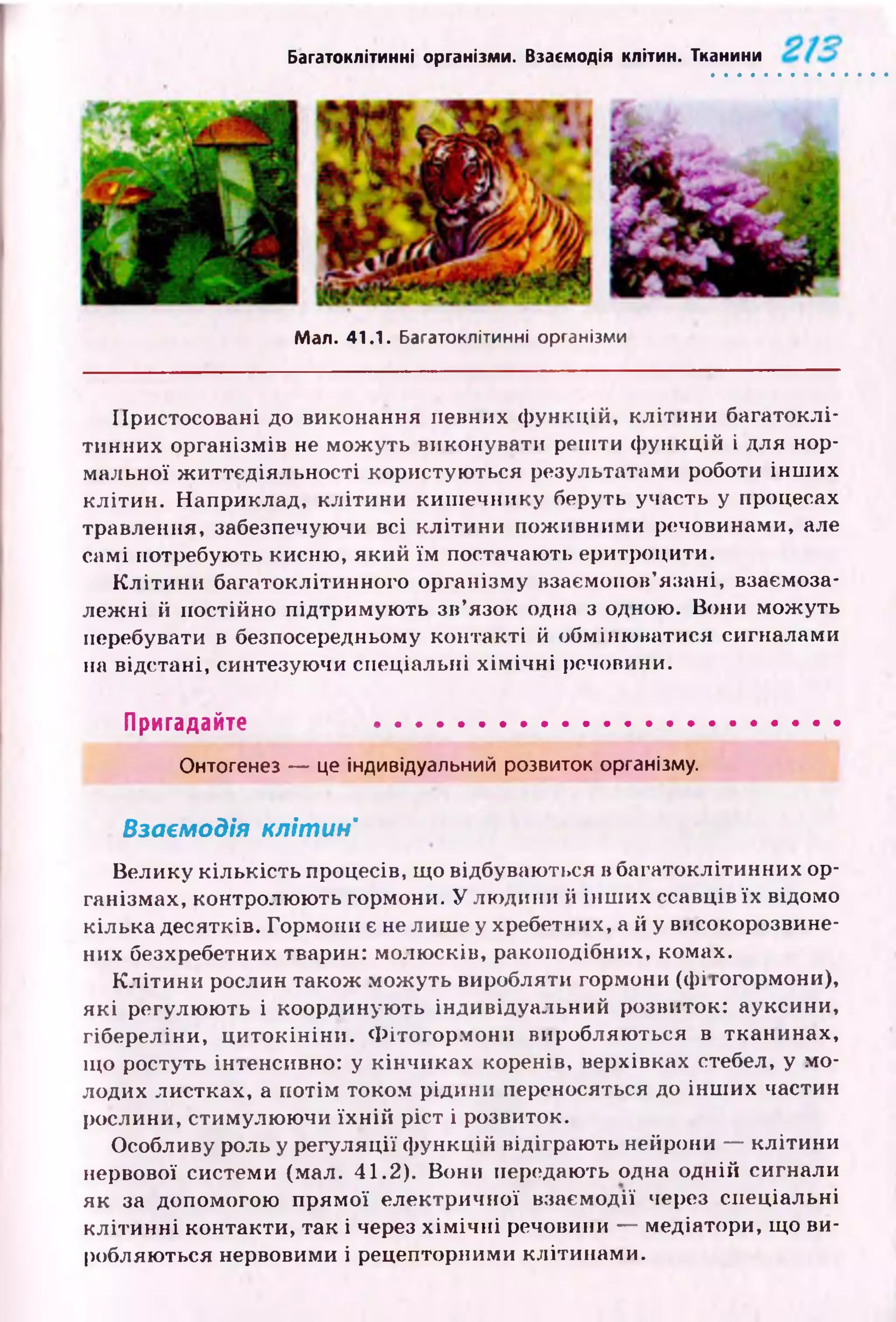 Багатоклітинні організми. Взаємодія клітин. Тканини
Мал. 41.1. Багатоклітинні організми
Пристосовані до виконання певних ф ункцій, кліти н и багатоклі­
тинних організмів не мож уть виконувати решти ф ункцій і для нор­
мальної ж иттєдіяльності користую ться результатами роботи інш их
кліти н. Наприклад, кліти ни киш ечнику беруть участь у процесах
травлення, забезпечуючи всі кліти н и пож ивними речовинами, але
самі потребують кисню, який їм постачають еритроцити.
К л іти н и багатоклітинного організму взаємопов’язані, взаємоза­
леж ні й постійно підтримую ть зв’язок одна з одною. Вони мож уть
перебувати в безпосередньому кон такті й обміню ватися сигналами
на відстані, синтезуючи спеціальні х ім іч н і речовини.
Пригадайте ......................................................
Онтогенез — це індивідуальний розвиток організму.
Взаємодія клітин"
Велику кількість процесів, що відбуваються в багатоклітинних ор­
ганізмах, контролюю ть гормони. У лю дини й ін ш их ссавців їх відомо
кілька десятків. Гормони є не лиш е у хребетних, а й у високорозвине-
них безхребетних тварин: молю сків, ракоподібних, комах.
К літи н и рослин також мож уть виробляти гормони (фі гогормони),
як і регулю ю ть і координую ть індивідуальний розвиток: ауксини,
гібереліни, ц и токін ін и . Ф ітогорм он и виробляються в тканинах,
що ростуть інтенсивно: у кінчиках коренів, верхівках стебел, у мо­
лодих листках, а потім током рідини переносяться до ін ш их частин
рослини, стимулю ю чи їх н ій ріст і розвиток.
Особливу роль у регуляції ф ункцій відіграю ть нейрони — клітини
нервової системи (мал. 41.2). Вони передають одна одній сигнали
як за допомогою прям ої електричної взаємодії через спеціальні
к л іти н н і контакти, так і через х ім іч н і речовини — медіатори, що ви­
робляються нервовими і рецепторними клітинами.
 