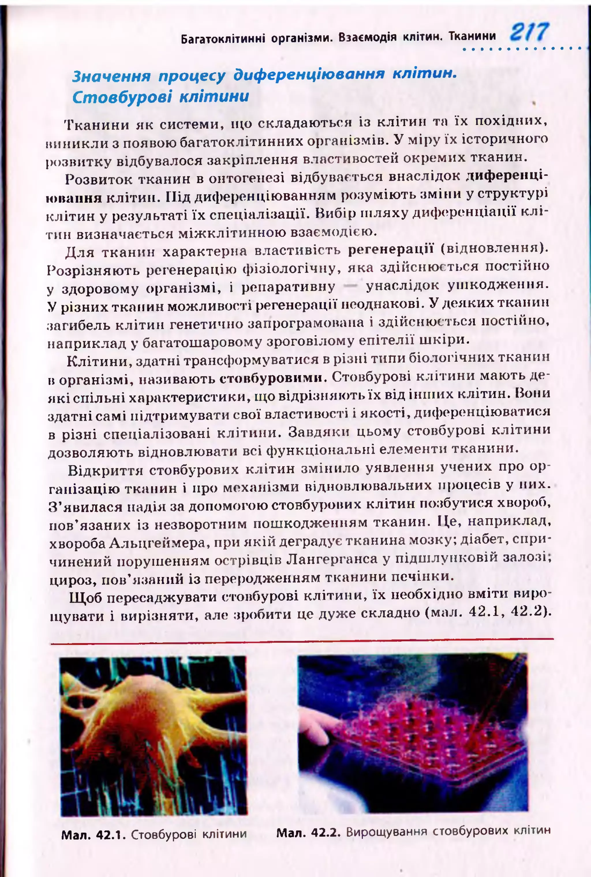 Багатоклітинні організми. Взаємодія клітин. Тканини
Значення процесу диференціювання клітин.
Стовбурові клітини
Тканини як системи, що складаю ться із кл іти н та їх похідних,
виникли з появою багатоклітинних організмів. У м іру іх історичного
розвитку відбувалося закріплення властивостей окремих тканин.
Розвиток тканин в онтогенезі відбувається внаслідок диференці­
ювання к літи н . Під диференціюванням розумію ть зм іни у структурі
кліти н у результаті їх спеціалізації. Вибір ш ляху диф еренціації к л і­
тин визначається м іж к л іти н н о ю взаємодією.
Д ля тканин характерна властивість регенерації (відновлення).
Розрізняю ть регенерацію ф ізіологічну, яка здійсню ється постійно
у здоровому орган ізм і, і репаративну унаслідок уш кодж ення.
У різних тканин мож ливості регенерації неоднакові. У деяких тканин
загибель к л іти н генетично запрограмована і здійсню ється постійно,
наприклад у багатошаровому зроговілому еп ітелії ш кіри.
К літи н и, здатні трансформуватися в різні типи біологічних тканин
в організмі, називають стовбуровими. Стовбурові кліти н и маю ть де­
я к і спільні характеристики, що відрізняю ть їх від ін ш их клітин. Нони
здатні самі підтримувати свої властивості і якості, диференціювати^я
в р ізні спеціалізовані кліти н и . Завдяки цьому стовбурові кліти ни
дозволяють відновлювати всі ф ункціональні елементи тканини.
В ідкри ття стовбурових кл іти н змінило уявлення учених про ор­
ганізацію тканин і про механізми відновлювальних процесів у них.
З ’явилася надія за допомогою стовбурових кліти н позбутися хвороб,
пов’язаних із незворотним пош кодж енням тканин. Це, наприклад,
хвороба Альцгеймера, при я к ій деградує тканина мозку; діабет, спри­
чинений поруш енням острівців Лангерганса у підш лунковій залозі,
цироз, пов’язаний із переродженням тканини печінки.
Щ об пересаджувати стовбурові клітини, їх необхідно вм іти виро­
щувати і вирізняти, але зробити це дуж е складно (мал. 42.1, 42.2).
Мал. 42.1. Стовбурові клітини Мал. 42.2. Вирощування стовбурових клітин
 
