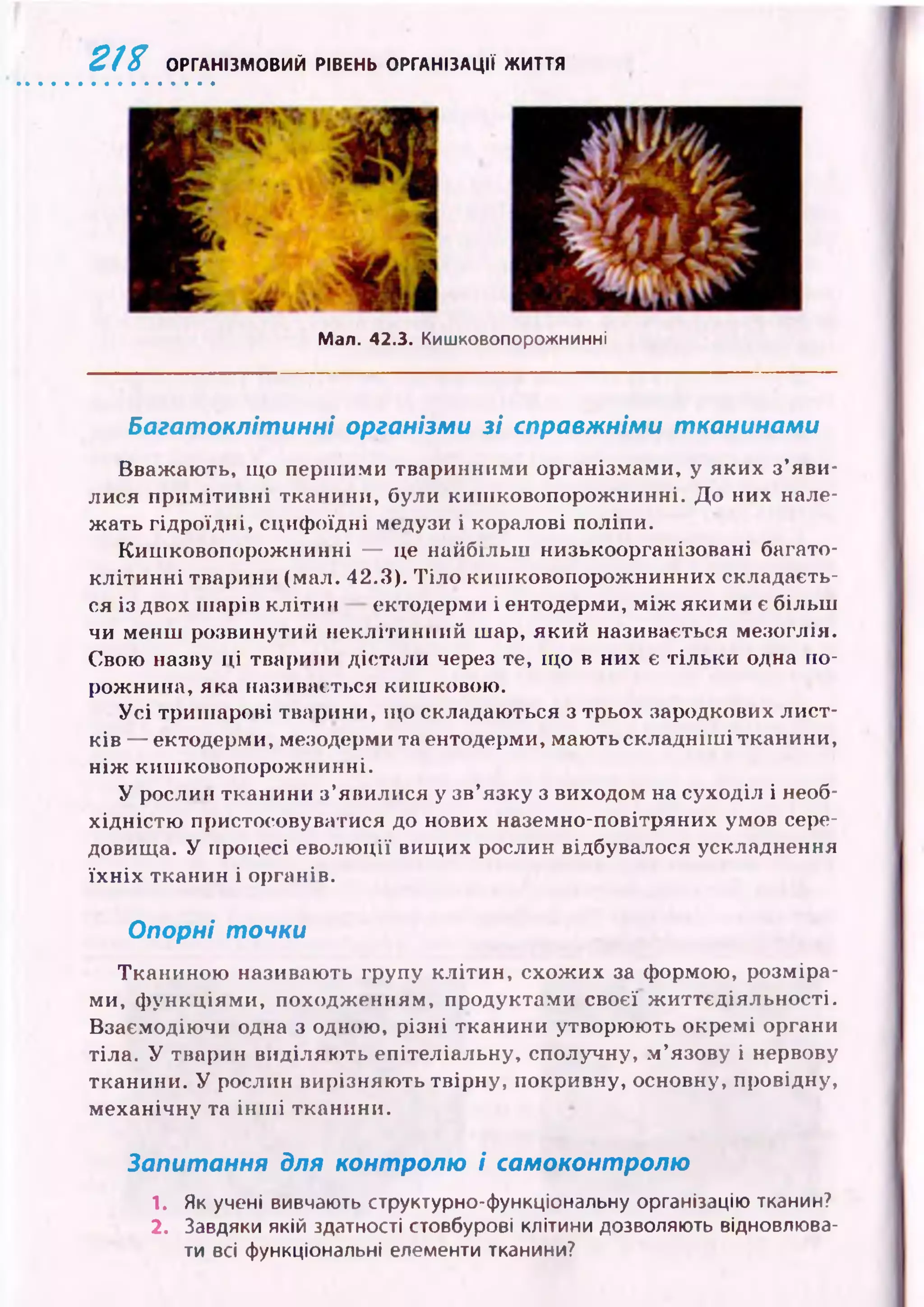 2П ОРГАНІЗМОВИЙ РІВЕНЬ ОРГАНІЗАЦІЇ ЖИТТЯ
Man. 42.3. Кишковопорожнинні
Багатоклітинні організми зі справжніми тканинами
Вваж аю ть, що перш ими тваринними організмами, у яких з’яви­
лися пр и м іти вн і тканини, були киш ковопорож нинні. Д о них нале­
ж ать гідроїдні, сциф оїдні медузи і коралові поліпи.
Киш ковопорож нинні — це найбільш низькоорганізовані багато­
кл іти н н і тварини (мал. 42.3). Т іло киш ковопорож нинних складаєть­
ся із двох ш арів кліти н ектодерми і ентодерми, м іж яки м и є більш
чи менш розвинутий неклітинний шар, який називається мезоглія.
Свою назву ці тварини дістали через те, що в них є тіл ьки одна по­
рожнина, яка називається киш ковою .
У с і триш арові тварини, що складаються з трьох зародкових ли ст­
ків — ектодерми, мезодерми та ентодерми, маю ть складніш ітканини ,
н іж киш ковопорож нинні.
У рослин тканини з’явилися у зв’язку з виходом на суходіл і необ­
хідністю пристосовуватися до нових наземно-повітряних умов сере­
довища. У процесі еволю ції вищ их рослин відбувалося ускладнення
їх н іх тканин і органів.
Опорні точки
Тканиною називають групу кліти н, схож их за формою, розміра­
ми, ф ункціям и, походж енням, продуктами своєї ж иттєдіяльності.
Взаємодіючи одна з одною, різні тканини утворюють окремі органи
тіла. У тварин виділяю ть епітеліальну, сполучну, м ’язову і нервову
тканини. У рослин вирізняю ть твірну, покривну, основну, провідну,
механічну та ін ш і тканини.
Запитання для контролю і самоконтролю
1. Як учені вивчають структурно-функціональну організацію тканин?
2. Завдяки якій здатності стовбурові клітини дозволяють відновлюва­
ти всі функціональні елементи тканини?
 