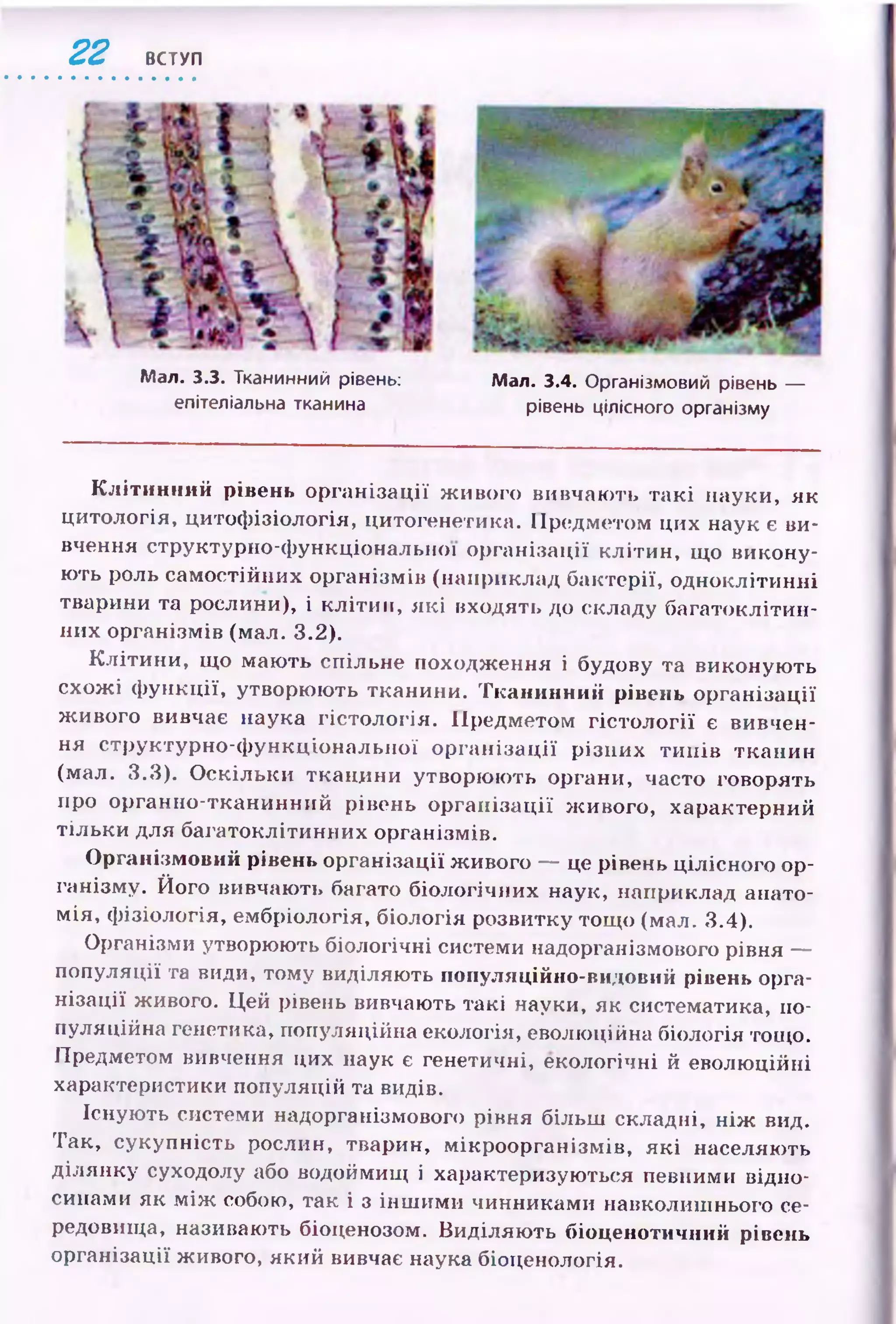 22 ВСТУП
Мал. 3.3. Тканинний рівень: Мал. 3.4. Організмовий рівень —
епітеліальна тканина рівень цілісного організму
К л іти н н и й рівень ор ганізац ії ж ивого вивчаю ть та к і науки, як
цитологія, цитоф ізіологія, цитогенетика. Предметом цих наук є ви­
вчення структурно-ф ункціональної ор ганізації клітин, що викону­
ють роль самостійних організмів (наприклад бактерії, одноклітинні
тварини та рослини), і кліти н, я к і входять до складу багатоклітин­
них організмів (мал. 3.2).
К л іти н и , щ о маю ть спільне походж ення і будову та виконую ть
схож і ф ункції, утворю ю ть тканини. Тканинний рівень організації
ж ивого вивчає наука гістол огія. П редметом гіс то л о гії є вивчен­
ня структурно-ф ункціональної ор ган ізац ії р ізни х ти п ів тканин
(мал. 3.3). О скільки тканини утворю ю ть органи, часто говорять
про органно-тканинний рівень ор ган ізац ії ж ивого, характерний
тіл ьки для багатоклітинних організмів.
О рганізмовий рівень організації ж ивого — це рівень цілісного ор­
ганізму. Його вивчають багато біологічних наук, наприклад анато­
м ія, ф ізіологія, ембріологія, біологія розвитку тощ о (мал. 3.4).
Організми утворюють біологічні системи надорганізмового рівня —
популяції та види, тому виділяють популяційно-видовий рівень орга­
н ізації живого. Цей рівень вивчають такі науки, як систематика, по­
пуляційна генетика, популяційна екологія, еволюційна біологія тощо.
Предметом вивчення цих наук є генетичні, екологічні й еволю ційні
характеристики популяцій та видів.
Існують системи надорганізмового рівня більш складні, н іж вид.
Так, сукупність рослин, тварин, м ікроорганізм ів, я к і населяють
ділянку суходолу або водоймищ і характеризуються певними відно­
синами як м іж собою, так і з інш им и чинниками навколишнього се­
редовища, називають біоценозом. В иділяю ть біоценотичний рівень
організації живого, який вивчає наука біоценологія.
 