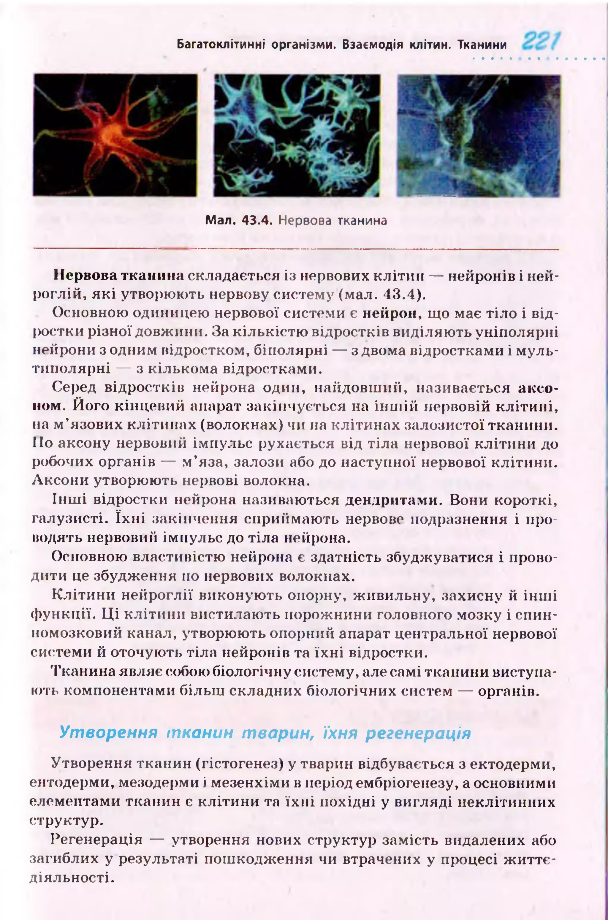 Багатоклітинні організми. Взаємодія клітин. Тканини
Мал. 43.4. Нервова тканина
Нервова тканина складається із нервових кл іти н — нейронів і ней-
роглій, я к і утворюють нервову систему (мал. 43.4).
Основною одиницею нервової системи є нейрон, що має тіло і від­
ростки різної довжини. За кількістю відростків виділяю ть уніполярні
нейрони з одним відростком, біполярні — з двома відростками і муль-
типолярні — з кількома відростками.
Серед відростків нейрона один, найдовш ий, називається аксо­
ном. Його кінцевий апарат закінчується на ін ш ій нервовій кл іти н і,
на м ’язових клітинах (волокнах) чи на клітинах залозистої тканини.
По аксону нервовий імпульс рухається від тіла нервової к літи н и до
робочих органів — м ’яза, залози або до наступної нервової кліти ни.
А ксони утворюють нервові волокна.
Ін ш і відростки нейрона називаються дендритами. Вони короткі,
галузисті. їх н і закінчення сприймаю ть нервове подразнення і про­
водять нервовий імпульс до тіла нейрона.
Основною властивістю нейрона є здатність збуджуватися і прово­
дити це збудження по нервових волокнах.
К л іти н и нейроглії виконую ть опорну, ж ивильну, захисну й ін ш і
ф ункції. Ц і кліти ни вистилають порож нини головного мозку і спин­
номозковий канал, утворюють опорний апарат центральної нервової
системи й оточують тіла нейронів та їх н і відростки.
Тканина являє собою біологічну систему, але самі тканини виступа­
ють компонентами більш складних біологічних систем — органів.
Утворення тк а н и н твар ин , їхня регенерація
Утворення тканин (гістогенез) у тварин відбувається з ектодерми,
ентодерми, мезодерми і мезенхіми в період ембріогенезу, а основними
елементами тканин є кліти ни та їх н і похідні у вигляді неклітинних
структур.
Регенерація — утворення нових структур замість видалених або
загиблих у результаті пош кодж ення чи втрачених у процесі ж и ттє­
діяльності.
 
