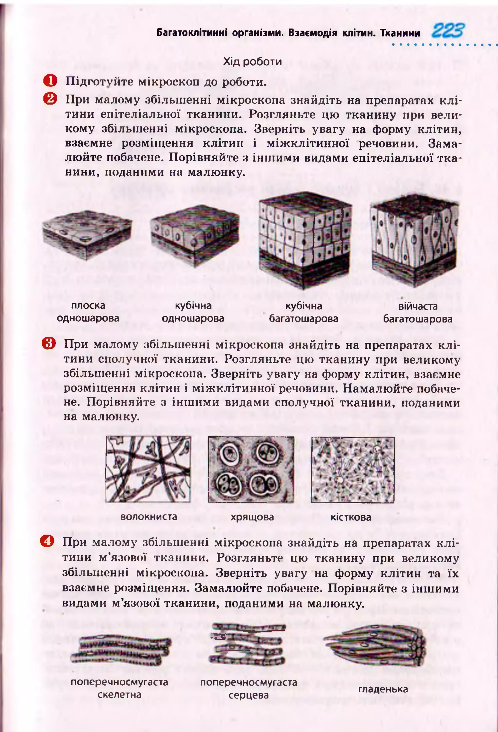 Багатоклітинні організми. Взаємодія клітин. Тканини
Хід роботи
О П ідготуйте мікроскоп до роботи.
© При малому збільш енні мікроскопа знайдіть на препаратах к л і­
тини епітеліальної тканини. Розгляньте цю тканину при вели­
кому збільш енні мікроскопа. Зверніть увагу на форму клітин,
взаємне розміщ ення кліти н і м іж к л іти н н ої речовини. Зама­
лю йте побачене. Порівняйте з інш им и видами епітеліальної тк а­
нини, поданими на малюнку.
плоска кубічна кубічна війчаста
одношарова одношарова багатошарова багатошарова
© При малому збільш енні мікроскопа знайдіть на препаратах клі­
тини сполучної тканини. Розгляньте цю тканину при великому
збільш енні мікроскопа. Зверніть увагу на форму клітин, взаємне
розміщ ення клітин і м іж к л іти н н ої речовини. Намалю йте побаче­
не. Порівняйте з ін ш им и видами сполучної тканини, поданими
на малюнку.
волокниста хрящова кісткова
О При малому збільш енні мікроскопа знайдіть на препаратах к л і­
тини м ’язової тканини. Розгляньте цю тканину при великому
збільш енні мікроскопа. Зверніть увагу на форму клітин та їх
взаємне розміщ ення. Замалю йте побачене. Порівняйте з інш им и
видами м ’язової тканини, поданими на малюнку.
»
поперечносмугаста поперечносмугаста
скелетна серцева гладенька
 