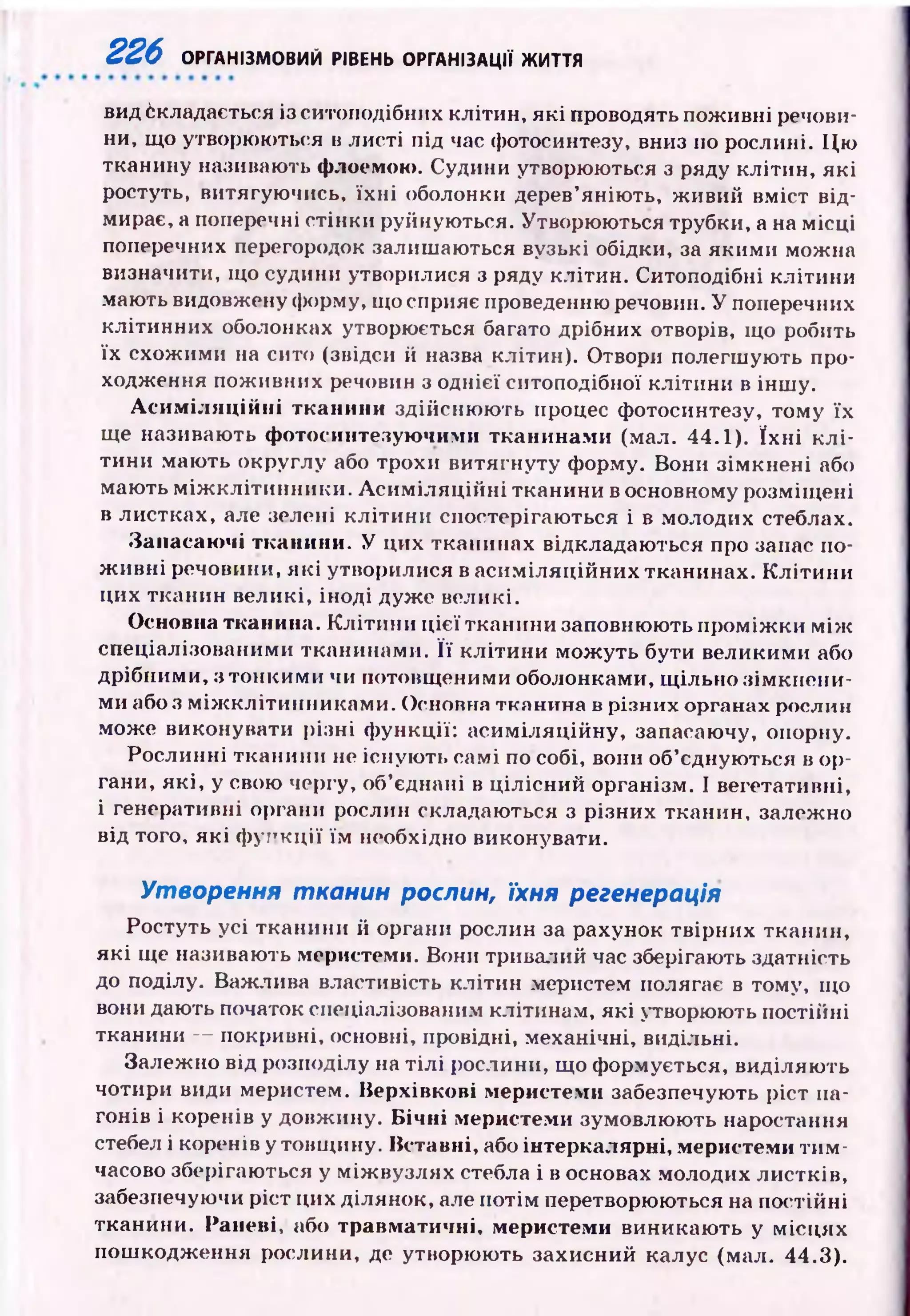 226 ОРГАНІЗМОВИЙ РІВЕНЬ ОРГАНІЗАЦІЇ ЖИТТЯ
вид бкладається із ситоподібних клітин, які проводять поживні речови­
ни, що утворюються в листі під час фотосинтезу, вниз по рослині. Цю
тканину називають флоемою. Судини утворюються з ряду клітин, які
ростуть, витягуючись, їх н і оболонки дерев’яніють, живий вміст від­
мирає, а поперечні стінки руйнуються. Утворюються трубки, а на місці
поперечних перегородок залишаються вузькі обідки, за якими можна
визначити, що судини утворилися з ряду клітин. Ситоподібні клітини
мають видовжену форму, що сприяє проведенню речовин. У поперечних
клітинних оболонках утворюється багато дрібних отворів, що робить
їх схож ими на сито (звідси й назва клітин). Отвори полегшують про­
ходження поживних речовин з однієї ситоподібної клітини в інш у.
Асиміляційні тканини здійсню ю ть процес фотосинтезу, тому їх
ще називають фотосинтезуючими тканинами (мал. 44.1). їх н і к л і­
тини маю ть округлу або трохи витягнуту форму. Вони зім кнені або
мають м іж к л іти н н и к и . А си м іл я ц ій н і тканини в основному розміщ ені
в листках, але зелені кліти н и спостерігаю ться і в молодих стеблах.
Запасаючі тканини. У цих тканинах відкладаються про запас по­
ж ивні речовини, я к і утворилися в асим іляційних тканинах. К літи н и
цих тканин великі, іноді дуж е великі.
Основна тканина. К літи н и ц ієї тканини заповнюють п ром іж ки м іж
спеціалізованими тканинами. Її кліти ни мож уть бути великими або
дрібними, з тонким и чи потовщ еними оболонками, щ ільно зім кнен и­
ми або з м іж кліти н н и кам и . Основна тканина в різних органах рослин
може виконувати різні ф ункції: асим іляційну, запасаючу, опорну.
Рослинні тканини не існую ть самі по собі, вони об’єднуються в ор­
гани, я к і, у свою чергу, об’єднані в ц ілісн ий організм. І вегетативні,
і генеративні органи рослин складаються з різних тканин, залежно
від того, як і ф ун к ц ії їм необхідно виконувати.
Утворення тканин рослин, їхня регенерація
Ростуть усі тканини й органи рослин за рахунок твірних тканин,
я к і ще називають меристеми. Вони тривалий час зберігають здатність
до поділу. Важлива властивість клітин меристем полягає в тому, що
вони дають початок спеціалізованим клітинам, які утворюють постійні
тканини — покривні, основні, провідні, механічні, видільні.
Залежно від розподілу на тіл і рослини, що формується, виділяю ть
чотири види меристем. Верхівкові меристеми забезпечують ріст па­
гонів і коренів у довжину. Бічні меристеми зумовлю ю ть наростання
стебел і коренів у товщ ину. Вставні, або інтеркалярні, меристеми ти м ­
часово зберігаються у між вузлях стебла і в основах молодих листків,
забезпечуючи ріст цих ділянок, але потім перетворюються на постійні
тканини. Ранені, або травматичні, меристеми виникаю ть у місцях
пош кодж ення рослини, де утворю ю ть захисний калус (мал. 44.3).
 