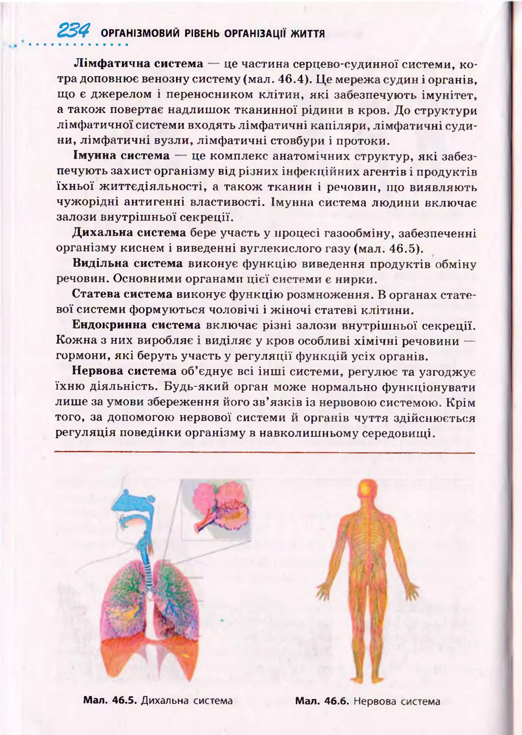 234 ОРГАНІЗМОВИЙ РІВЕНЬ ОРГАНІЗАЦІЇ ЖИТТЯ
Л ім ф атична система — це частина серцево-судинної системи, ко­
тра доповнює венозну систему (мал. 46.4). Ц е мережа судин і органів,
щ о є джерелом і переносником клітин, я к і забезпечують ім унітет,
а також повертає надлиш ок тканинної рідини в кров. До структури
лімф атичної системи входять лімф атичні капіляри, лім ф атичні суди­
ни, лім ф атичні вузли, лім ф атичні стовбури і протоки.
Імунна система — це комплекс анатомічних структур, я к і забез­
печують захист організму від різних інф екційних агентів і продуктів
їх н ьо ї ж и ттєд іяльн ості, а також тканин і речовин, що виявляю ть
чуж орідні антигенні властивості. Імунна система лю дини включає
залози внутріш ньої секреції.
Дихальна система бере участь у процесі газообміну, забезпеченні
організму киснем і виведенні вуглекислого газу (мал. 46.5).
Видільна система виконує ф ункцію виведення продуктів обміну
речовин. Основними органами ц іє ї системи є нирки.
Статева система виконує ф ункцію розмноження. В органах стате­
вої системи ф ормую ться чоловічі і ж ін о ч і статеві клітини.
Ендокринна система включає різні залози внутріш ньої секреції.
К ож на з них виробляє і виділяє у кров особливі х ім іч н і речовини —
гормони, я к і беруть участь у регуляції ф ункцій усіх органів.
Нервова система об’єднує всі ін ш і системи, регулює та узгоджує
їхн ю діяльність. Будь-який орган мож е нормально ф ункціонувати
лиш е за умови збереження його зв’язків із нервовою системою. К р ім
того, за допомогою нервової системи й органів чуття здійсню ється
регуляція поведінки організму в навколиш ньому середовищі.
Мал. 46.6. Нервова системаМал. 46.5. Дихальна система
 