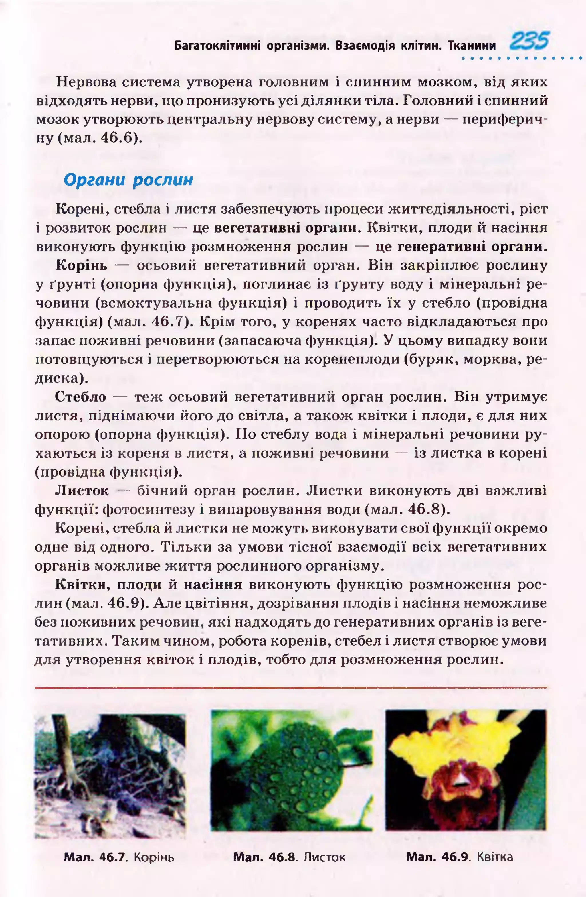 Багатоклітинні організми. Взаємодія клітин. Тканини
Нервова система утворена головним і спинним мозком, від яких
відходять нерви, що пронизують усі ділянки тіла. Головний і спинний
мозок утворюють центральну нервову систему, а нерви — периферич­
ну (мал. 46.6).
Органи рослин
Корені, стебла і листя забезпечують процеси ж иттєдіяльності, ріст
і розвиток рослин — це вегетативні органи. К вітки, плоди й насіння
виконують ф ункцію розмноження рослин — це генеративні органи.
К орінь — осьовий вегетативний орган. В ін закріплю є рослину
у ґрунті (опорна ф ункція), поглинає із ґрунту воду і мінеральні ре­
човини (всмоктувальна ф ункція) і проводить їх у стебло (провідна
ф ункція) (мал. 46.7). К р ім того, у коренях часто відкладаю ться про
запас пож ивні речовини (запасаюча ф ункція). У цьому випадку вони
потовщ ую ться і перетворюються на коренеплоди (буряк, морква, ре­
диска).
Стебло — теж осьовий вегетативний орган рослин. В ін утримує
листя, піднімаю чи його до світла, а також квітк и і плоди, є для них
опорою (опорна ф ункція). ІІо стеблу вода і мінеральні речовини ру­
хаються із кореня в листя, а пож ивні речовини — із листка в корені
(провідна функція).
Л исток — бічний орган рослин. Л и стки виконую ть дві важ ливі
ф ункції: фотосинтезу і випаровування води (мал. 46.8).
Корені, стебла й листки не мож уть виконувати свої ф ун кц ії окремо
одне від одного. Т іл ьк и за умови тісн ої взаємодії всіх вегетативних
органів можливе ж и ття рослинного організму.
К вітки, плоди й насіння виконую ть ф ункцію розмноження рос­
лин (мал. 46.9). А ле ц вітін ня, дозрівання плодів і насіння неможливе
без пож ивних речовин, я к і надходять до генеративних органів із веге­
тативних. Таки м чином, робота коренів, стебел і листя створює умови
для утворення квіток і плодів, тобто для розмноження рослин.
Мал. 46.7. Корінь Мал. 46.8. Листок Мал. 46.9. Квітка
 