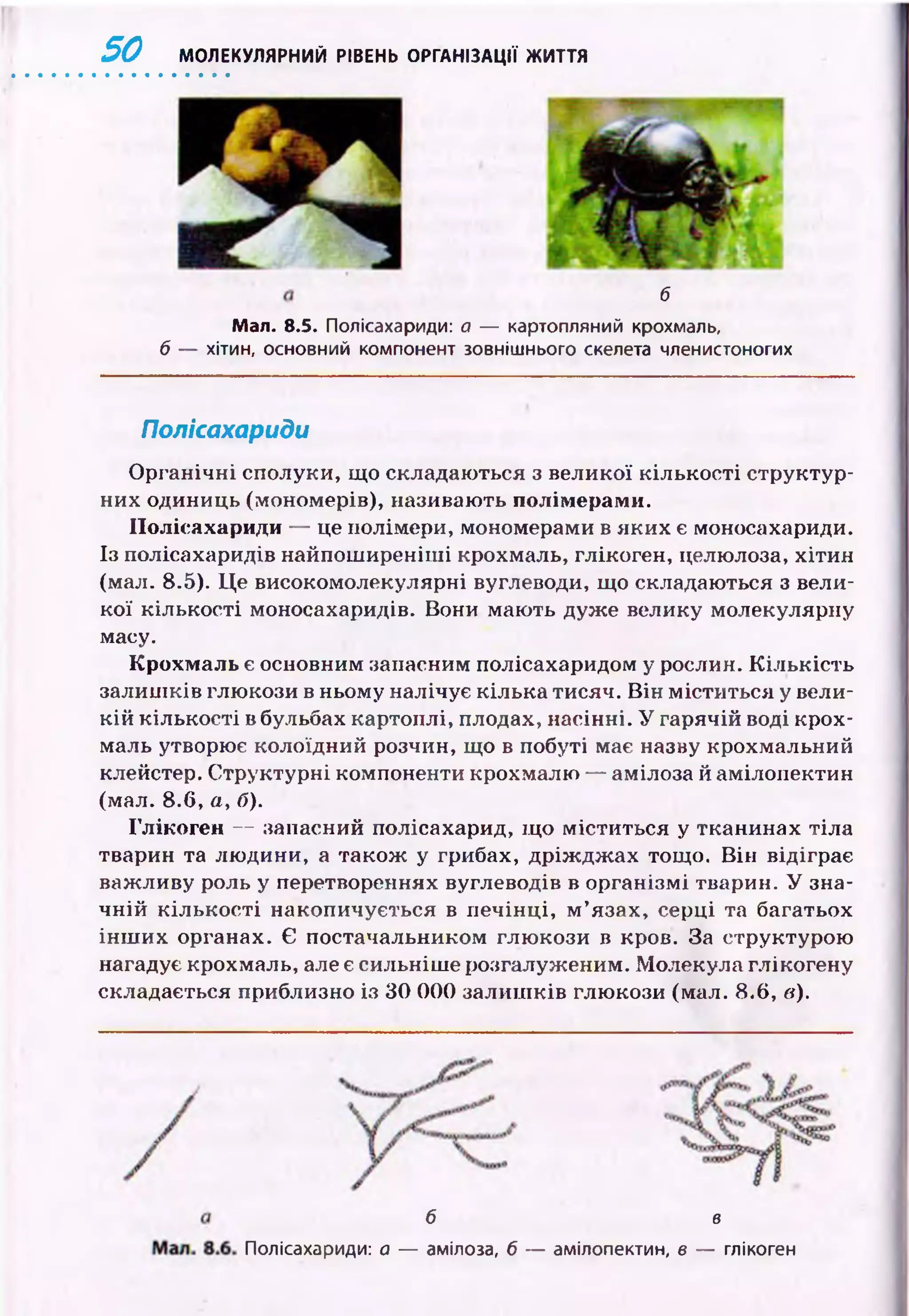 50 МОЛЕКУЛЯРНИЙ РІВЕНЬ ОРГАНІЗАЦІЇ ЖИТТЯ
б
Мал. 8.5. Полісахариди: а — картопляний крохмаль,
б — хітин, основний компонент зовнішнього скелета членистоногих
Полісахариди
О рганічні сполуки, що складаються з великої кількості структур­
них одиниць (мономерів), називають полімерами.
Полісахариди — це полімери, мономерами в яких є моносахариди.
Із полісахаридів найпош иреніш і крохмаль, глікоген, целюлоза, хітин
(мал. 8.5). Ц е високомолекулярні вуглеводи, що складаються з вели­
кої кількості моносахаридів. Вони мають дуже велику молекулярну
масу.
Крохмаль є основним запасним полісахаридом у рослин. К іл ьк ість
залиш ків глю кози в ньому налічує кілька тисяч. В ін м іститься у вели­
кій кількості в бульбах картоплі, плодах, насінні. У гарячій воді крох­
маль утворює колоїдний розчин, що в побуті має назву крохмальний
клейстер. Структурні компоненти крохмалю — амілоза й амілопектин
(мал. 8.6, а, б).
Глікоген — запасний полісахарид, щ о м іститься у тканинах тіла
тварин та лю дини, а також у грибах, дріж дж ах тощо. В ін відіграє
важ ливу роль у перетвореннях вуглеводів в організм і тварин. У зна­
ч н ій к іл ьк о сті накопичується в п ечін ці, м ’язах, серці та багатьох
ін ш и х органах. Є постачальником глю кози в кров. За структурою
нагадує крохмаль, але є сильніш е розгалуженим. М олекула глікогену
складається приблизно із ЗО 000 залиш ків глю кози (мал. 8.6, в).
б в
Полісахариди: а — амілоза, б — амілопектин, в — глікоген
 