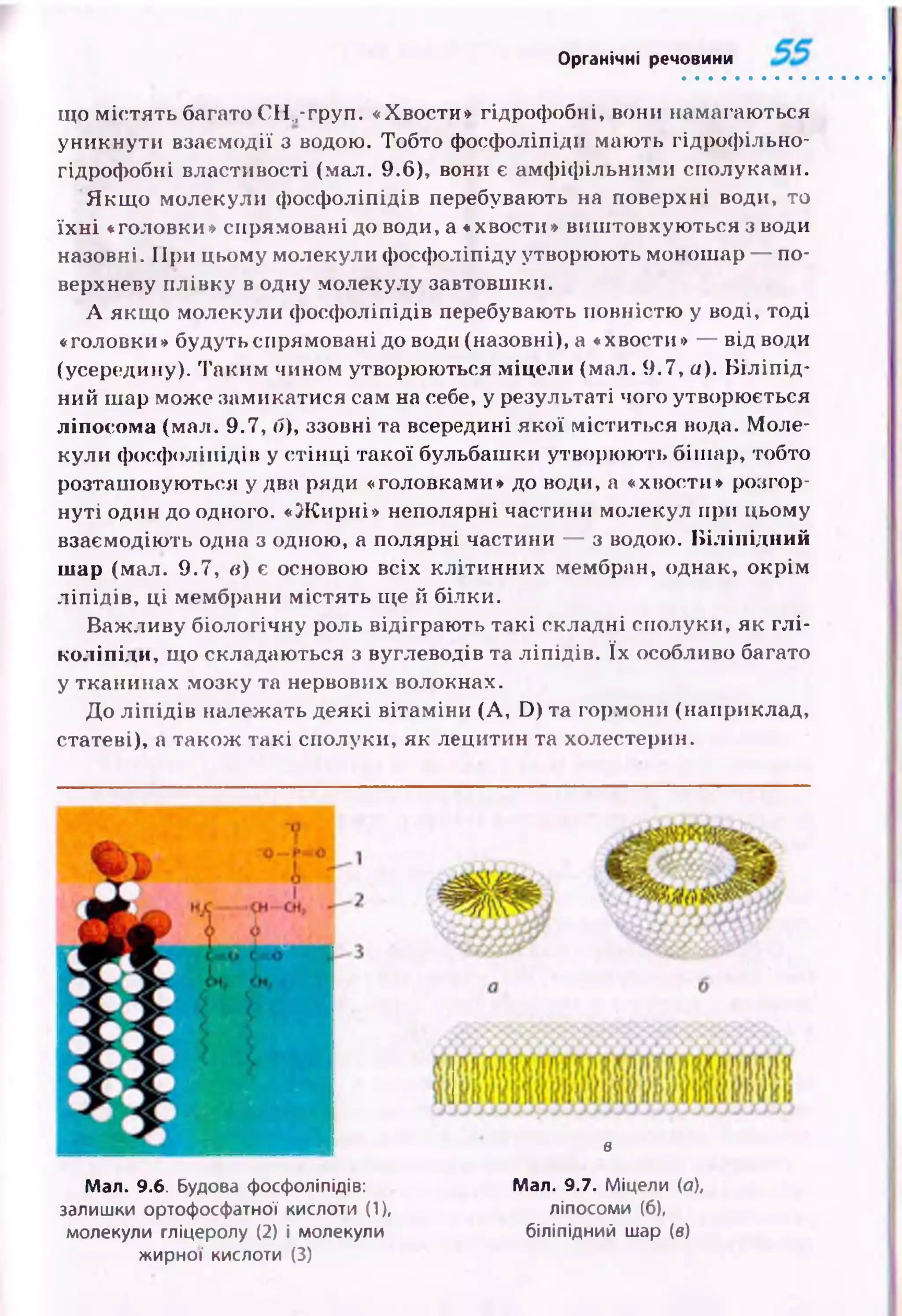Органічні речовини
що м істять багато CH.,-груп. «Хвости» гідрофобні, вони намагаються
уникнути взаємодії з водою. Тобто фосфоліпіди маю ть гідрофільно-
гідрофобні властивості (мал. 9.6), вони є амф іф ільними сполуками.
Я кщ о молекули ф осф оліпідів перебувають на поверхні води, то
їх н і «головки» спрямовані до води, а «хвости» виш товхую ться з води
назовні. П ри цьому молекули фосфоліпіду утворюють монош ар — по­
верхневу плівку в одну молекулу завтовшки.
А якщ о молекули ф осф оліпідів перебувають повністю у воді, тоді
«головки» будуть спрямовані до води (назовні), а «хвости» — від води
(усередину). Таким чином утворюються міцели (мал. 9.7, а). Б іліпід-
ний шар може замикатися сам на себе, у результаті чого утворюється
ліпосома (мал. 9.7, б), ззовні та всередині я к о ї міститься вода. М оле­
кули ф осф оліпідів у стін ц і такої бульбаш ки утворю ю ть біш ар, тобто
розташ овую ться у два ряди «головками» до води, а «хвости» розгор­
н уті один до одного. «Ж ирні» неполярні частини молекул при цьому
взаємодію ть одна з одною, а полярні частини — з водою. Біліпідний
шар (мал. 9.7, в) є основою всіх кліти н н их мембран, однак, окрім
л іп ід ів , ці мембрани м істять ще й білки.
Важ ливу біологічну роль відіграю ть такі складні сполуки, як глі-
коліпіди, що складаються з вуглеводів та л іп ід ів. їх особливо багато
у тканинах мозку та нервових волокнах.
До л іп ід ів належать деякі вітам іни (A, D) та гормони (наприклад,
статеві), а також такі сполуки, як лецитин та холестерин.
в
Мал. 9.6. Будова фосфоліпідів:
залишки ортофосфатної кислоти (1),
молекули гліцеролу (2) і молекули
жирної кислоти (3)
Мал. 9.7. Міцели (а),
ліпосоми (б),
біліпідний шар (в)
 