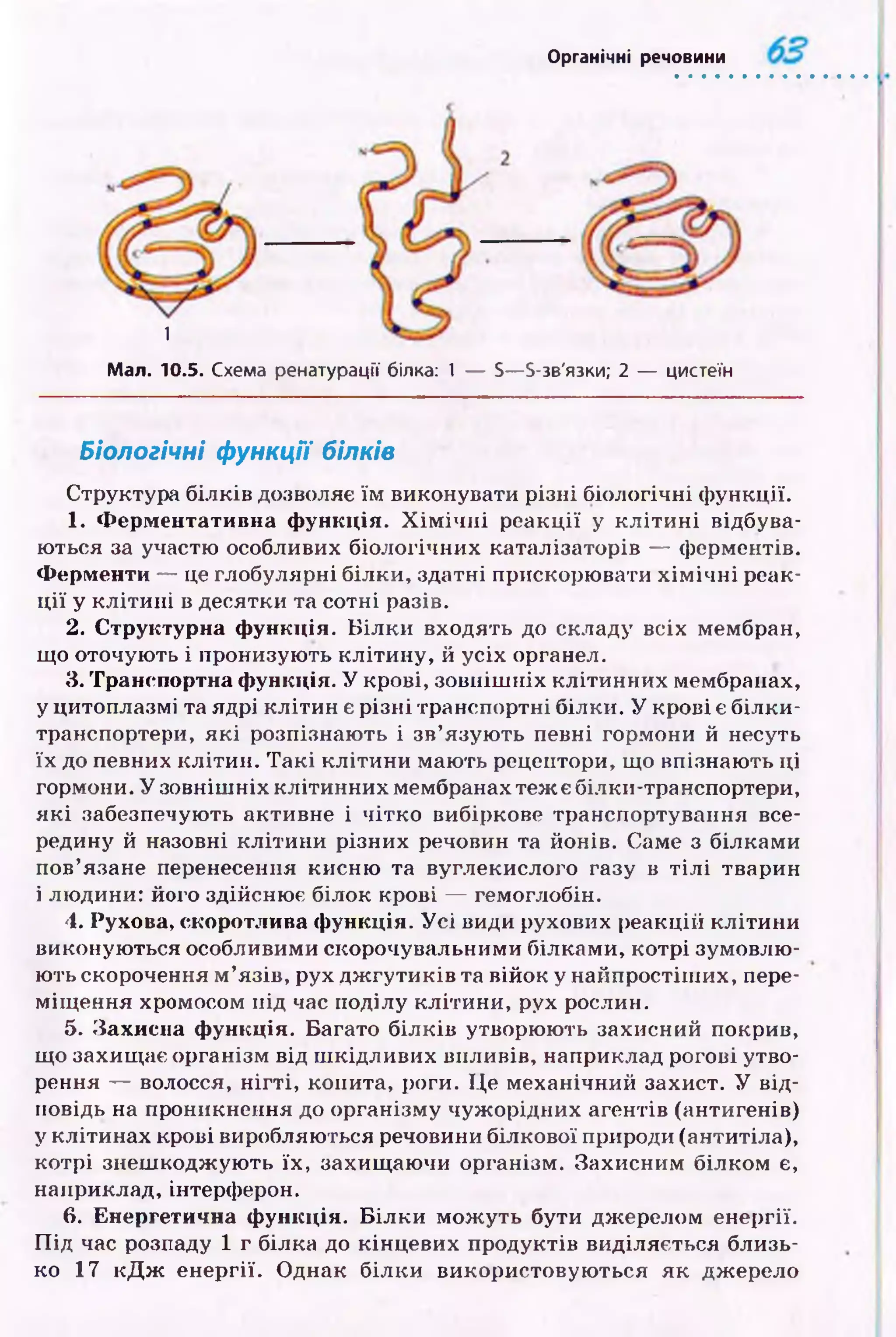 Органічні речовини
1
Мал. 10.5. Схема ренатурації білка: 1 — S—S-зв'язки; 2 — цистеїн
Біологічні функції білків
Структура білків дозволяє їм виконувати різні біологічні ф ункції.
1. Ферментативна функція. Х ім іч н і р еакц ії у к л іти н і відбува­
ю ться за участю особливих біологічних каталізаторів — ферментів.
Ферменти — це глобулярні білки, здатні прискорювати х ім іч н і реак­
ц ії у к л іти н і в десятки та сотні разів.
2. Структурна функція. Б іл к и входять до складу всіх мембран,
що оточують і пронизую ть кліти н у, й усіх органел.
3. Транспортна функція. У крові, зовніш ніх кліти н н их мембранах,
у цитоплазмі та ядрі кліти н є р ізн і транспортні білки. У крові є білки-
транспортери, я к і розпізнаю ть і зв’язую ть певні гормони й несуть
їх до певних к літи н . Т а к і к літи н и маю ть рецептори, що впізнаю ть ц і
гормони. У зовніш ніх клітинних мембранах теж є білки-транспортери,
я к і забезпечують активне і чітко вибіркове транспортування все­
редину й назовні к літи н и різних речовин та йонів. Саме з білками
пов’язане перенесення кисню та вуглекислого газу в т іл і тварин
і людини: його здійсню є білок крові — гемоглобін.
4. Рухова, скоротлива функція. У с і види рухових реакцій к літи н и
виконую ться особливими скорочувальними білками, котрі зумовлю ­
ю ть скорочення м ’язів, рух д ж гути ків та війок у найпростіш их, пере­
м іщ ення хромосом під час поділу кліти ни, рух рослин.
5. Захисна функція. Багато біл к ів утворюють захисний покрив,
щ о захищ ає організм від ш кідливих впливів, наприклад рогові утво­
рення — волосся, н ігті, копита, роги. Ц е механічний захист. У від­
повідь на проникнення до організму чуж орідних агентів (антигенів)
у клітинах крові виробляються речовини білкової природи (антитіла),
котрі знеш кодж ую ть їх , захищ аю чи організм. Захисним білком є,
наприклад, інтерферон.
6. Енергетична функція. Б іл к и м ож уть бути джерелом енергії.
П ід час розпаду 1 г білка до кінцевих продуктів виділяється близь­
ко 17 к Д ж енергії. О днак білки використовую ться як джерело
 