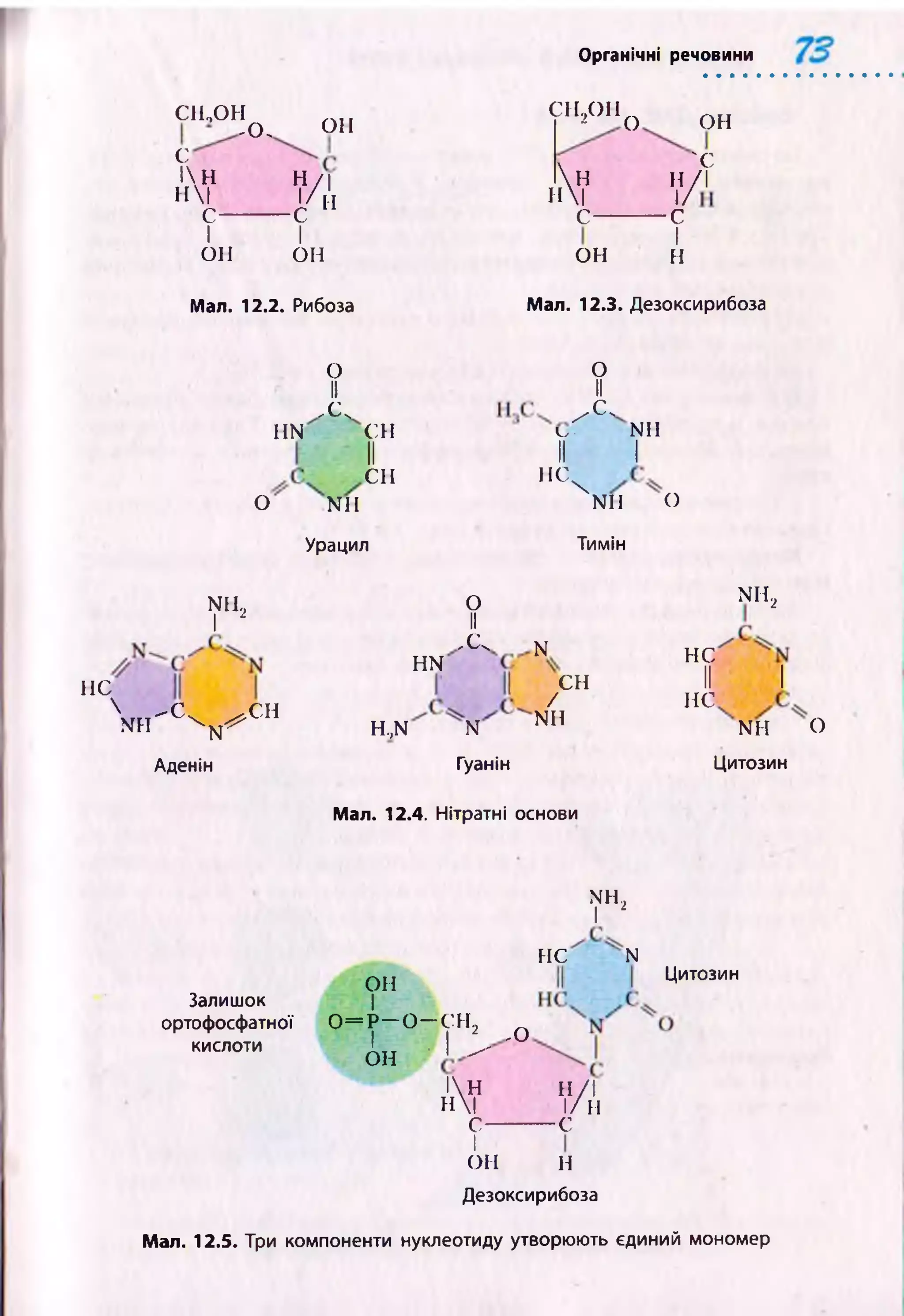 Органічні речовини
СІ [„ОН
-О,
С
  н
н|
с-
он
V/;н
-с
І І
он он
Мал. 12.2. Рибоза
сн2он0 он
ч;
н н /
н| 1/
с----— с1
ОН
1
н
Мал. 12.3. Дезоксирибоза
О
II
X .
HN
О NH
Урацил
СН
У
U •
II II
СН
Н Є 
н е
NH,
І 2
О
II
с .
N il
Тимін
N11
І
І Г С - ^ С Н
Аденін
О
II
X .
HN
H.,N
N
СН
/
N11
N
Гуанін
Мал. 12.4. Нітратні основи
О
HC
II
н е
n h 2
I
NH О
Цитозин
Залишок
ортофосфатної
кислоти
Г г
HC N
ОН
І
0 = Р - 0 - С Н ,
1 ■І і -
ОН
!Н
Н|
с-
Цитозин
.О
у/і-С
І
ОН Н
Дезоксирибоза
Мал. 12.5. Три компоненти нуклеотиду утворюють єдиний мономер
 