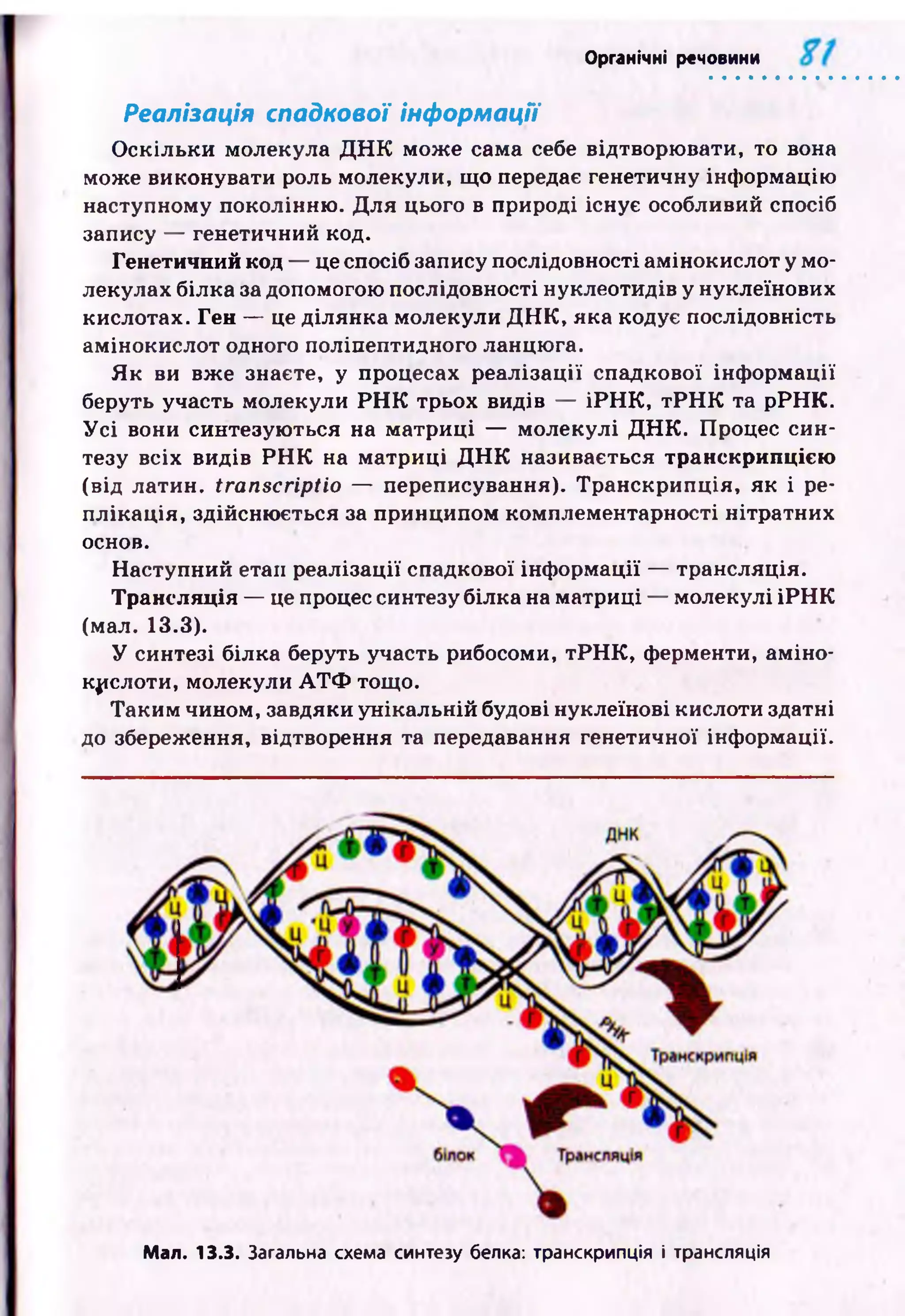Органічні речовини
Реалізація спадкової інформації
О скільки молекула Д Н К мож е сама себе відтворю вати, то вона
може виконувати роль молекули, що передає генетичну інф ормацію
наступному поколінню . Д ля цього в природі існує особливий спосіб
запису — генетичний код.
Генетичний код — це спосіб запису послідовності амінокислот у мо­
лекулах білка за допомогою послідовності нуклеотидів у нуклеїнових
кислотах. Ген — це ділянка молекули Д Н К , яка кодує послідовність
амінокислот одного поліпептидного ланцюга.
Я к ви вж е знаєте, у процесах реалізації спадкової інф орм ації
беруть участь молекули Р Н К трьох видів — ІР Н К , т Р Н К та р Р Н К .
У с і вони синтезую ться на м атр иц і — молекулі Д Н К . Процес син­
тезу всіх видів Р Н К на м атриці Д Н К називається транскрипцією
(від латин, transcriptio — переписування). Транскрипція, як і ре­
плікац ія, здійсню ється за принципом комплементарності нітратних
основ.
Наступний етап реалізації спадкової ін ф орм ації — трансляція.
Трансляція — це процес синтезу білка на м атриці — молекулі ІР Н К
(мал. 13.3).
У синтезі білка беруть участь рибосоми, тР Н К , ферменти, ам іно­
кислоти, молекули А Т Ф тощо.
Таким чином, завдяки унікальній будові нуклеїнові кислоти здатні
до збереження, відтворення та передавання генетичної інф ормації.
Мал. 13.3. Загальна схема синтезу белка: транскрипція і трансляція
 