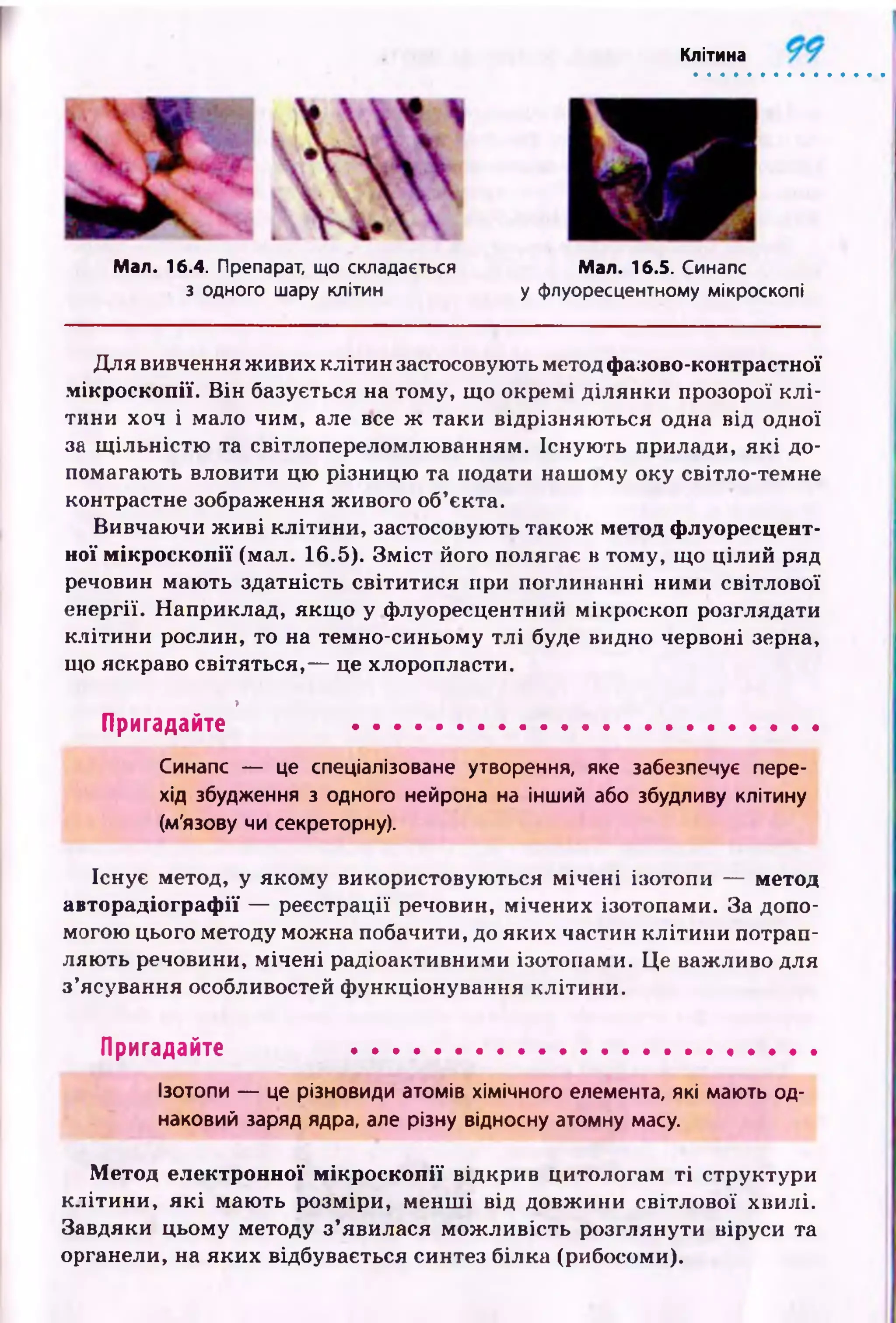 Клітина
Man. 16.4. Препарат, що складається Man. 16.5. Синапс
з одного шару клітин у флуоресцентному мікроскопі
Для вивчення ж ивих клітин застосовують метод фазово-контрастної
мікроскопії. Він базується на тому, що окремі ділянки прозорої к л і­
тини хоч і мало чим, але все ж таки відрізняю ться одна від одної
за щ ільн істю та світлопереломлюванням. Існую ть прилади, я к і до­
помагають вловити цю різницю та подати наш ому оку світло-темне
контрастне зображення ж ивого об’єкта.
Вивчаючи ж и ві кліти ни, застосовують також метод флуоресцент­
ної мікроскопії (мал. 16.5). З м іст його полягає в тому, що цілий ряд
речовин маю ть здатність світитися при поглинанні ними світлової
енергії. Наприклад, якщ о у флуоресцентний мікроскоп розглядати
клітини рослин, то на темно-синьому тл і буде видно червоні зерна,
що яскраво світяться,— це хлоропласти.
>
Пригадайте ......................................................
Синапс — це спеціалізоване утворення, яке забезпечує пере­
хід збудження з одного нейрона на інший або збудливу клітину
(м'язову чи секреторну).
Існує метод, у якому використовую ться м ічені ізотопи — метод
авторадіографії — реєстрації речовин, мічених ізотопами. За допо­
могою цього методу мож на побачити, до яких частин клітини потрап­
ляю ть речовини, м ічені радіоактивними ізотопами. Це важливо для
з ’ясування особливостей ф ункціонування клітини.
Пригадайте .....................................................
Ізотопи — це різновиди атомів хімічного елемента, які мають од­
наковий заряд ядра, але різну відносну атомну масу.
Метод електронної мікроскопії відкрив цитологам ті структури
кліти н и, я к і маю ть розміри, м енш і від довж ини світлової хвилі.
Завдяки цьому методу з’явилася мож ливість розглянути віруси та
органели, на яких відбувається синтез білка (рибосоми).
 