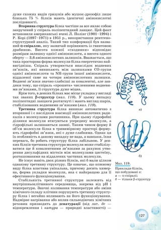 127
дуже схожих видів гризунів або мушок дрозофіл лише
близько 75 % білків мають ідентичні амінокислотні
послідовності.
Вторинна структура білка частіше за все являє собою
закручений у спіраль поліпептидний ланцюг. Цей факт
встановили американські вчені Л. Полінг (1901–1994) і
Р. Корі (1897–1971) в 1951 р., використавши рентгено-
структурний аналіз. Такий тип конформації був назва-
ний α спіраллю, яку зазвичай порівнюють із гвинтовою
драбиною. Висота кожної «сходинки» відповідає
розмірам залишку однієї амінокислоти, а висота одного
оберту — 3,6 амінокислотних залишків. Вважається, що
така просторова форма молекули білка енергетично най-
вигідніша. Спіраль утворюється внаслідок водневих
зв’язків, які виникають між залишками СО групи
однієї амінокислоти та NH групи іншої амінокислоти,
віддаленої саме на чотири амінокислотних залишки.
Водневі зв’язки значно слабкіші за ковалентні, але зав-
дяки тому, що спіраль «прошита» численними водневи-
ми зв’язками, її структура дуже міцна.
Крім того, в деяких білках має місце укладка у вигляді
так званих β структур (мал. 118). У цьому випадку
поліпептидні ланцюги розтягнуті і мають вигляд шарів,
стабілізованих водневими зв’язками (мал. 119).
Третинна структура білка виникає автоматично з
вторинної і є наслідком взаємодії амінокислотних ради-
калів з молекулами розчинника. При цьому гідрофобні
ділянки молекули втягуються усередину молекули, а
гідрофільні залишаються ззовні. Таким чином форму й
об’єм молекули білка в тривимірному просторі форму-
ють гідрофобні зв’язки, які є дуже слабкими. Однак ця
їх особливість в даному випадку не вада, а навпаки, їхня
перевага, бо робить структуру білка лабільною. У дея-
ких білків третинна структура молекули може стабілізу-
ватися ще й ковалентними зв’язками за рахунок утво-
рення дисульфідних містків між молекулами цистеїну,
розташованими на віддалених частинах молекули.
Не існує навіть двох різних білків, які б мали цілком
однакову третинну структуру. Це означає, що кожному
виду білка властива унікальна, причому досить химер-
на, форма укладки молекули, яка є найкращою для її
ефективного функціонування.
Стабільність третинної структури залежить від
внутрішньоклітинного середовища, зокрема від рН і
температури. Значні коливання температури або зміни
хімічного складу клітини порушують третинну структу-
ру білка і негайно впливають на його функціонування.
Надмірне нагрівання або вплив сильнодіючих хімічних
речовин призводить до денатурації (від лат. де —
відокремлення і натура — природні властивості) —
Мал. 119.
Приклади білків,
що побудовані з:
а — α спіралі;
б — тільки β структур
а)
б)
 