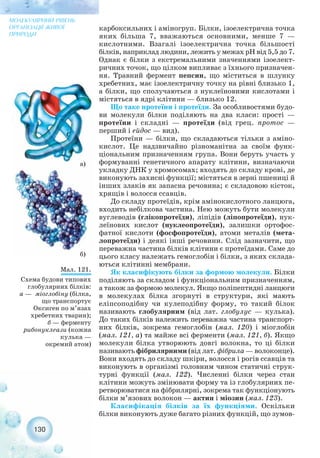 130
МОЛЕКУЛЯРНИЙ РІВЕНЬ
ОРГАНІЗАЦІЇ ЖИВОЇ
ПРИРОДИ
карбоксильних і аміногруп. Білки, ізоелектрична точка
яких більша 7, вважаються основними, менше 7 —
кислотними. Взагалі ізоелектрична точка більшості
білків, наприклад людини, лежить у межах рН від 5,5 до 7.
Однак є білки з екстремальними значеннями ізоелект-
ричних точок, що цілком випливає з їхнього призначен-
ня. Травний фермент пепсин, що міститься в шлунку
хребетних, має ізоелектричну точку на рівні близько 1,
а білки, що сполучаються з нуклеїновими кислотами і
містяться в ядрі клітини — близько 12.
Що таке протеїни і протеїди. За особливостями будо-
ви молекули білки поділяють на два класи: прості —
протеїни і складні — протеїди (від грец. протос —
перший і ейдос — вид).
Протеїни — білки, що складаються тільки з аміно-
кислот. Це надзвичайно різноманітна за своїм функ-
ціональним призначенням група. Вони беруть участь у
формуванні генетичного апарату клітини, визначаючи
укладку ДНК у хромосомах; входять до складу крові, де
виконують захисні функції; містяться в зерні пшениці й
інших злаків як запасна речовина; є складовою кісток,
хрящів і волосся ссавців.
До складу протеїдів, крім амінокислотного ланцюга,
входить небілкова частина. Нею можуть бути молекули
вуглеводів (глікопротеїди), ліпідів (ліпопротеїди), нук-
леїнових кислот (нуклеопротеїди), залишки ортофос-
фатної кислоти (фосфопротеїди), атоми металів (мета-
лопротеїди) і деякі інші речовини. Слід зазначити, що
переважна частина білків клітини є протеїдами. Саме до
цього класу належать гемоглобін і білки, з яких склада-
ються клітинні мембрани.
Як класифікують білки за формою молекули. Білки
поділяють за складом і функціональним призначенням,
а також за формою молекул. Якщо поліпептидні ланцюги
в молекулах білка згорнуті в структури, які мають
еліпсоподібну чи кулеподібну форму, то такий білок
називають глобулярним (від лат. глобулус — кулька).
До таких білків належить переважна частина транспорт-
них білків, зокрема гемоглобін (мал. 120) і міоглобін
(мал. 121, а) та майже всі ферменти (мал. 121, б). Якщо
молекули білка утворюють довгі волокна, то ці білки
називають фібрилярними (від лат. фібрила — волоконце).
Вони входять до складу шкіри, волосся і рогів ссавців та
виконують в організмі головним чином статичні струк-
турні функції (мал. 122). Численні білки через стан
клітини можуть змінювати форму та із глобулярних пе-
ретворюватися на фібрилярні, зокрема так функціонують
білки м’язових волокон — актин і міозин (мал. 123).
Класифікація білків за їх функціями. Оскільки
білки виконують дуже багато різних функцій, що зумов-
Мал. 121.
Схема будови типових
глобулярних білків:
а — міоглобіну (білка,
що транспортує
Оксиген по м’язах
хребетних тварин);
б — ферменту
рибонуклеази (кожна
кулька —
окремий атом)
а)
б)
 