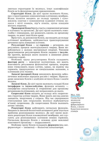 131
люється структурою їх молекул, існує класифікація
білків за їх функціональним призначенням.
Структурні білки. До цієї групи належать білки,
що є структурними компонентами клітинних мембран.
Білок колаген входить до складу хрящів і сухо-
жилків; еластан є компонентом судинної стінки; во-
лосся і нігті ссавців, пір’я птахів, луска плазунів
містять кератин.
Транспортні білки беруть участь у перенесенні речовин
в клітинах та організмі. До цієї групи належать гемо-
глобін і гемоціанин, які розносять кисень по організму
тварин, та деякі інші білки крові.
Крім того, за допомогою білків, що входять до складу
клітинної мембрани, здійснюється транспортування
речовини крізь поверхню клітини.
Регуляторні білки — це гормони — речовини, що
регулюють процеси життєдіяльності тварин. Вони ви-
робляються у залозах внутрішньої секреції. Типовим
представником регуляторних білків людини є інсулін.
Це протеїн, функція якого полягає в зниженні рівня
глюкози в крові.
Особливу групу регуляторних білків складають
фактори росту — невеличкі поліпептиди, які мають
властивість регулювати фізіологічні процеси, зокрема
вони стимулюють поділ клітин, однак, на відміну від
гормонів, продукуються не спеціальними залозами, а
клітинами усіх тканин.
Запасні (резервні) білки виконують функцію забез-
печення живлення зародків рослин і тварин. Прикла-
дами запасних білків є альбумін яєчного білка і казеїн
молока.
Захисні білки. До цієї групи належать складні білки
інтерферон та імуноглобуліни, функція останніх —
специфічно сполучатися зі сторонніми для організму
речовинами (клітинами), які потрапляють до нього.
Скоротливі білки входять до складу всіх скоротли-
вих структур клітин тварин. Вони мають вигляд довгих
ланцюгів, закручених у спіраль. Під час синхронного
стискування цих спіральних молекул відбуваються
м’язові скорочення. До скоротливих білків належать
актин і міозин.
Рецепторні білки здійснюють сигнальну функцію.
Завдяки їх високій біологічній активності розв’язується
проблема розпізнавання молекул. До цієї групи нале-
жать рецепторні білки плазматичної мембрани, які слу-
гують для розпізнавання клітиною певних гормонів.
Сигнальна функція білків є основою дуже важливої
властивості організму — подразливості.
Особливу групу білків складають ферменти (від лат.
ферментум — закваска) — біологічні каталізатори.
Мал. 122.
Схема будови
молекули
кератину
фібрилярного
білка, з якого
будується волосся
ссавців
 