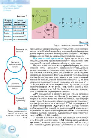 приводитьдоутвореннядинуклеотида,потімможеповторю-
ватися тисячі і мільйони разів, у результаті чого формується
довгий нерозгалужений молекулярний ланцюг — полінук-
леотид, або, як його ще називають, нуклеїнова кислота.
Що таке вільні нуклеотиди. Крім нуклеотидів, що
входять до складу нуклеїнових кислот, неодмінним ком-
понентом будь якої клітини є вільні нуклеотиди.
Першзавсецетакзванімакроергічні(відгрец.макро—
великий і ергон — діяльність, робота) нуклеотиди, до скла-
ду яких входить від одного до трьох залишків ортофосфат-
ної кислоти, що послідовно сполучаються один з одним,
утворюючи ланцюжки. Причому другий і третій залишки
ортофосфатної кислоти приєднуються до нуклеотиду особ-
ливими зв’язками, у яких запасається енергія. Ці зв’язки
називають макроергічними і позначаються значком «~».
Найпоширенішим серед макроергічних нуклеотидів є аде-
нозинтрифосфат (АТФ) (мал. 135), частка якого у масі
клітини становить до 0,5 %. Саме він відіграє ключову
роль у клітинних перетвореннях енергії.
АТФ складається з аденіну, рибози і трьох залишків
ортофосфатної кислоти та здійснює функцію акумулятора
енергії в клітині. Будь яка хімічна реакція, що потребує
витрат енергії, пов’язана з відщепленням одного залишку
ортофосфатної кислоти в молекулі АТФ і перетворення її
на аденозиндифосфат (АДФ) (мал. 136), а якщо організм
особливо потребує енергії, то молекула АДФ може перет-
ворюватись на аденозинмонофосфат (АМФ). Накопичення
енергії в клітині, навпаки, відбувається у зворотному по-
рядку АМФ → АДФ → АТФ.
У кожній клітини є також нуклеотиди, що викону-
ють функції коферментів. НАД (нікотинамідаденінди-
нуклеотид) входить до складу ферментів, які каталізу-
ють окисно відновні реакції (пригадайте, до якого класу
140
МОЛЕКУЛЯРНИЙ РІВЕНЬ
ОРГАНІЗАЦІЇ ЖИВОЇ
ПРИРОДИ
Мал. 135.
Структурна формула молекули АТФ
Мал. 136.
Схема перерозподілу
енергії у клітині, що
відбувається за участю
АТФ
Нітроге-
новмісна
основа
Назва
нуклеотиду/
позначення
Аденін аденіновий/А
Гуанін гуаніновий/Г
Тимін тиміновий/Т
Урацил урациловий/У
Цитозин цитозиновий/Ц
Таблиця 7.
 