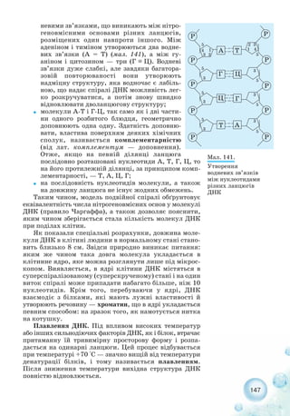 147
невими зв’язками, що виникають між нітро-
геновмісними основами різних ланцюгів,
розміщених один навпроти іншого. Між
аденіном і тиміном утворюються два водне-
вих зв’язки (А = Т) (мал. 141), а між гу-
аніном і цитозином — три (Г Ц). Водневі
зв’язки дуже слабкі, але завдяки багатора-
зовій повторюваності вони утворюють
надміцну структуру, яка водночас є лабіль-
ною, що надає спіралі ДНК можливість лег-
ко розкручуватися, а потім знову швидко
відновлювати дволанцюгову структуру;
˜ молекули A T і Г Ц, так само як і дві части-
ни одного розбитого блюдця, геометрично
доповнюють одна одну. Здатність доповню-
вати, властива поверхням деяких хімічних
сполук, називається комплементарністю
(від лат. комплементум — доповнення).
Отже, якщо на певній ділянці ланцюга
послідовно розташовані нуклеотиди A, T, Г, Ц, то
на його протилежній ділянці, за принципом комп-
лементарності, — T, А, Ц, Г;
˜ на послідовність нуклеотидів молекули, а також
на довжину ланцюга не існує жодних обмежень.
Таким чином, модель подвійної спіралі обґрунтовує
еквівалентність числа нітрогеновмісних основ у молекулі
ДНК (правило Чаргаффа), а також дозволяє пояснити,
яким чином зберігається стала кількість молекул ДНК
при поділах клітин.
Як показали спеціальні розрахунки, довжина моле-
кули ДНК в клітині людини в нормальному стані стано-
вить близько 8 см. Звідси природно виникає питання:
яким же чином така довга молекула укладається в
клітинне ядро, яке можна розглянути лише під мікрос-
копом. Виявляється, в ядрі клітини ДНК містяться в
суперспіралізованому (суперскрученому) стані і на один
виток спіралі може припадати набагато більше, ніж 10
нуклеотидів. Крім того, перебуваючи у ядрі, ДНК
взаємодіє з білками, які мають лужні властивості й
утворюють речовину — хроматин, що в ядрі укладається
певним способом: на зразок того, як намотується нитка
на котушку.
Плавлення ДНК. Під впливом високих температур
або інших сильнодіючих факторів ДНК, як і білок, втрачає
притаманну їй тривимірну просторову форму і розпа-
дається на одинарні ланцюги. Цей процес відбувається
при температурі +70 °С — значно вищій від температури
денатурації білків, і тому називається плавленням.
Після зниження температури вихідна структура ДНК
повністю відновлюється.
Мал. 141.
Утворення
водневих зв’язків
між нуклеотидами
різних ланцюгів
ДНК
–––
 