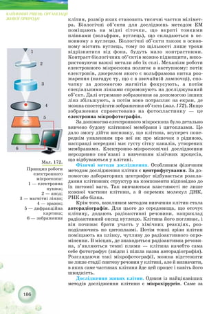 клітин, розмір яких становить тисячні частки мілімет-
ра. Біологічні об’єкти для досліджень методом ЕМ
поміщають на мідні сіточки, що вкриті тонкими
плівками (вольфрам, вуглець), що складаються в ос-
новному з вуглецю. Біологічні об`єкти також в основ-
ному містять вуглець, тому по щільності лише трохи
відрізнятися від фона, будуть мало контрастними.
Контраст біологічних об’єктів можно підвищити, вико-
ристовуючи важкі метали або їх солі. Механізм роботи
електронного мікроскопа полягає в наступному: потік
електронів, джерелом якого є вольфрамова нитка роз-
жарення (нагадує ту, що є в звичайній лампочці), спо-
чатку за допомогою магнітів фокусують, а потім
спеціальними лінзами спрямовують на досліджуваний
об’єкт. Далі отримане зображення за допомогою інших
лінз збільшують, а потім воно потрапляє на екран, де
можна спостерігати зображення об’єкта (мал. 172). Якщо
зображення спроектовано на фотопластинку — це
електронна мікрофотографія.
За допомогою електронного мікроскопа було детально
вивчено будову клітинної мембрани і цитоплазми. Це
дало змогу дійти висновку, що клітина, всупереч попе-
реднім уявленням про неї як про мішечок з рідиною,
насправді всередині має густу сітку каналів, утворених
мембранами. Електронно мікроскопічні дослідження
нерозривно пов’язані з вивченням хімічних процесів,
що відбуваються у клітині.
Фізичні методи дослідження. Особливим фізичним
методом дослідження клітин є центрифугування. За до-
помогою лабораторних центрифуг відбувається розкла-
дання клітинних структур на компоненти відповідно до
їх питомої ваги. Так вивчаються властивості не лише
кожної частини клітини, а й окремих молекул ДНК,
РНК або білка.
Крім того, важливим методом вивчення клітин стала
авторадіографія. Для цього до середовища, що оточує
клітину, додають радіоактивні речовини, наприклад
радіоактивний оксид вуглецю. Клітина його поглинає, і
він починає брати участь у хімічних реакціях, роз-
поділяючись по цитоплазмі. Потім тонкі зрізи клітин
поміщають на плівку, чутливу до радіоактивного опро-
мінення. В місцях, де знаходиться радіоактивна речови-
на, з’являються темні плями — клітина начебто сама
себе фотографує (звідси і пішла назва авторадіографія).
Розглядаючи такі мікрофотографії, можна відстежити
не лише стадії синтезу речовин у клітині, але й визначити,
в яких саме частинах клітини йде цей процес і навіть його
швидкість.
Дослідження живих клітин. Одним із найцікавіших
методів дослідження клітини є мікрохірургія. Саме за
186
КЛІТИННИЙ РІВЕНЬ ОРГАНІЗАЦІЇ
ЖИВОЇ ПРИРОДИ
Мал. 172.
Принцип роботи
електронного
мікроскопа:
1 — електронна
пушка;
2 — анод;
3 — магнітні лінзи;
4 — зразок;
5 — дифракційна
картина;
6 — зображення
1
2
3
5
4
6
 