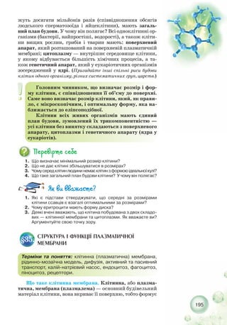 195
жуть досягати мільйонів разів (співвідношення обсягів
людського сперматозоїда і яйцеклітини), мають загаль-
ний план будови. У чому він полягає? Всі одноклітинні ор-
ганізми (бактерії, найпростіші, водорості), а також кліти-
ни вищих рослин, грибів і тварин мають: поверхневий
апарат, який розташований на поверхневій плазматичній
мембрані; цитоплазму — внутрішнє середовище клітини,
у якому відбувається більшість хімічних процесів, а та-
кож генетичний апарат, який у еукаріотичних організмів
зосереджений у ядрі. (Пригадайте інші спільні риси будови
клітин одного організму, різних систематичних груп, царств.)
Головним чинником, що визначає розмір і фор-
му клітини, є співвідношення її об’єму до поверхні.
Саме воно визначає розмір клітини, який, як прави-
ло, є мікроскопічним, і оптимальну форму, яка на-
ближається до еліпсоподібної.
Клітини всіх живих організмів мають єдиний
план будови, зумовлений їх трикомпонентністю —
усі клітини без винятку складаються з поверхневого
апарату, цитоплазми і генетичного апарату (ядра у
еукаріотів).
1. Що визначає мінімальний розмір клітини?
2. Що не дає клітині збільшуватися в розмірах?
3. Чомусередклітинлюдининемаєклітинзформоюідеальноїкулі?
4. Що таке загальний план будови клітини? У чому він полягає?
1. Які є підстави стверджувати, що середні за розмірами
клітини ссавців є взагалі оптимальними за розмірами?
2. Чому еритроцити мають форму диска?
3. Деякі вчені вважають, що клітина побудована з двох складо-
вих — клітинної мембрани та цитоплазми. Як вважаєте ви?
Аргументуйте свою точку зору.
СТРУКТУРА І ФУНКЦІЇ ПЛАЗМАТИЧНОЇ
МЕМБРАНИ
§35.
Терміни та поняття: клітинна (плазматична) мембрана,
рідинно мозаїчна модель, дифузія, активний та пасивний
транспорт, калій натрієвий насос, ендоцитоз, фагоцитоз,
піноцитоз, рецептори.
Що таке клітинна мембрана. Клітинна, або плазма-
тична, мембрана (плазмалема) — основний будівельний
матеріал клітини, вона вкриває її поверхню, тобто формує
 