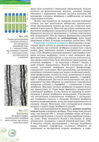 196
КЛІТИННИЙ РІВЕНЬ ОРГАНІЗАЦІЇ
ЖИВОЇ ПРИРОДИ
1
2
2
1
Мал. 176.
Схема розташування
ліпідних молекул,
які утворюють
подвійний шар:
1 — полярні кінці,
що повернуті назовні;
2 — неполярні кінці,
що знаходяться
в середині
Мал. 177.
Електронна
мікрофотографія
плазматичних мембран
двох клітин, що лежать
одна біля одної
межу між клітиною і зовнішнім середовищем, поділяє
клітину на функціональні відсіки, утворює ядерну
оболонку і переважну частину органел клітини. Не
випадково клітинна мембрана є найбільшою за масою
структурою клітини.
Думку про наявність на поверхні клітини особливої
плівки, що має властивість вибіркової проникності,
вчені висловлювали задовго до того, як з’явилася мож-
ливість її розглянути. Вже тоді цю плівку називали плаз-
матичною мембраною і визначили її фізичні властивості.
Заряджені молекули проникають у клітину повільніше,
ніж незаряджені. Усе це сприяло формуванню уявлення
про клітинну мембрану як напівпроникну дуже тонку
заряджену плівку, її основу складають ліпіди (мал. 176).
Структура клітинної мембрани. Дослідження ультра-
тонких зрізів клітин за допомогою електронного мікрос-
копа довели, що клітинна мембрана складається з трьох
шарів: двох зовнішніх темних і внутрішнього світлого
(мал. 177). Подібна структура виникає і при спробах ство-
рити штучну мембрану, коли у воді змішують фос-
фоліпіди і білки. (Пригадайте, у чому полягає особливість бу-
дови фосфоліпідів.) Тому було висловлено припущення, що
клітинна мембрана — це структура з білків і ліпідів, у
якій останні переважають. Згодом з’ясувалося, що до
складу клітинної мембрани входять фосфоліпіди,
гліколіпіди і холістирол. Було встановлено, що наявність
подвійного ліпідного шару пов’язана з особливостями бу-
дови фосфоліпідів, молекули яких асиметричні й мають
гідрофільний кінець з електричним зарядом, і гідрофоб-
ний — нейтральний. До того ж вони упаковані так, що їх
заряджені частини обернені до зовнішньої і внутрішньої
поверхонь клітини, а гідрофобні — «ховаються» в товщі
мембрани. Важливу частину мембрани складають білки,
що пронизують її. Саме вони формують різноманітні
властивості мембран. Склад білків та характер їх розта-
шування в різних мембранах неоднаковий. З’ясувалося,
що неодмінним компонентом мембрани є вуглеводи,
які утворюють сполуку з ліпідами. Клітинні мембрани
бувають асиметричними, коли два шари відрізняються за
складом ліпідів. Внаслідок чого ускладнюється перехід
молекул з одного шару мембрани в інший.
Нині загальноприйнятою вважають рідинно мозаїчну
модель будови клітинних мембран. Таку назву вона дістала
тому, що близько 30 % ліпідів мембран міцно зв’язані з
внутрішніми білками, а інша їх частина перебуває в рідко-
му стані. Тому комплекси білків і пов’язаних із ними
ліпідів наче «плавають» у рідкій ліпідній масі (мал. 178).
У молекул ліпідів, розташованих у вигляді подвійного
шару, полярні гідрофільні «голівки» обернені до
зовнішньої та внутрішньої сторони мембрани, а гідро-
 