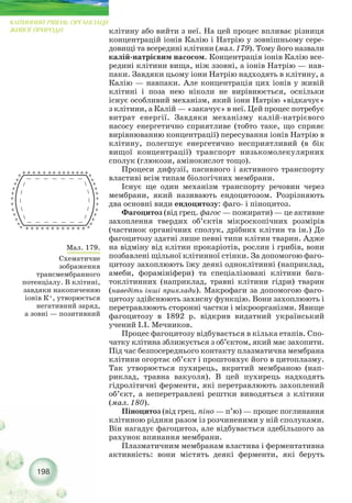 198
КЛІТИННИЙ РІВЕНЬ ОРГАНІЗАЦІЇ
ЖИВОЇ ПРИРОДИ
Мал. 179.
Схематичне
зображення
трансмембранного
потенціалу. В клітині,
завдяки накопиченню
іонів К+, утворюється
негативний заряд,
а зовні — позитивний
клітину або вийти з неї. На цей процес впливає різниця
концентрацій іонів Калію і Натрію у зовнішньому сере-
довищі та всередині клітини (мал. 179). Тому його назвали
калій натрієвим насосом. Концентрація іонів Калію все-
редині клітини вища, ніж ззовні, а іонів Натрію — нав-
паки. Завдяки цьому іони Натрію надходять в клітину, а
Калію — навпаки. Але концентрація цих іонів у живій
клітині і поза нею ніколи не вирівнюється, оскільки
існує особливий механізм, який іони Натрію «відкачує»
з клітини, а Калій — «закачує» в неї. Цей процес потребує
витрат енергії. Завдяки механізму калій натрієвого
насосу енергетично сприятливе (тобто таке, що сприяє
вирівнюванню концентрації) пересування іонів Натрію в
клітину, полегшує енергетично несприятливий (в бік
вищої концентрації) транспорт низькомолекулярних
сполук (глюкози, амінокислот тощо).
Процеси дифузії, пасивного і активного транспорту
властиві всім типам біологічних мембрани.
Існує ще один механізм транспорту речовин через
мембрани, який називають ендоцитозом. Розрізняють
два основні види ендоцитозу: фаго і піноцитоз.
Фагоцитоз (від грец. фагос — пожирати) — це активне
захоплення твердих об’єктів мікроскопічних розмірів
(частинок органічних сполук, дрібних клітин та ін.) До
фагоцитозу здатні лише певні типи клітин тварин. Адже
на відміну від клітин прокаріотів, рослин і грибів, вони
позбавлені щільної клітинної стінки. За допомогою фаго-
цитозу захоплюють їжу деякі одноклітинні (наприклад,
амеби, форамініфери) та спеціалізовані клітини бага-
токлітинних (наприклад, травні клітини гідри) тварин
(наведіть інші приклади). Макрофаги за допомогою фаго-
цитозу здійснюють захисну функцію. Вони захоплюють і
перетравлюють сторонні частки і мікроорганізми. Явище
фагоцитозу в 1892 p. відкрив видатний український
учений І.І. Мечников.
Процес фагоцитозу відбувається в кілька етапів. Спо-
чатку клітина зближується з об’єктом, який має захопити.
Під час безпосереднього контакту плазматична мембрана
клітини огортає об’єкт і проштовхує його в цитоплазму.
Так утворюється пухирець, вкритий мембраною (нап-
риклад, травна вакуоля). В цей пухирець надходять
гідролітичні ферменти, які перетравлюють захоплений
об’єкт, а неперетравлені рештки виводяться з клітини
(мал. 180).
Піноцитоз (від грец. піно — п’ю) — процес поглинання
клітиною рідини разом із розчиненими у ній сполуками.
Він нагадує фагоцитоз, але відбувається здебільшого за
рахунок впинання мембрани.
Плазматичним мембранам властива і ферментативна
активність: вони містять деякі ферменти, які беруть
 