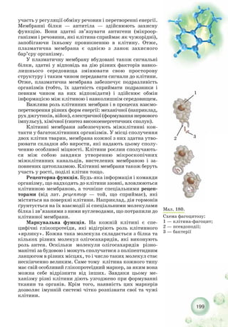 199
участь у регуляції обміну речовин і перетворенні енергії.
Мембранні білки — антитіла — здійснюють захисну
функцію. Вони здатні зв’язувати антигени (мікроор-
ганізми і речовини, які клітина сприймає як чужорідні),
запобігаючи їхньому проникненню в клітину. Отже,
плазматична мембрана є однією з ланок захисного
бар’єру організму.
У плазматичну мембрану вбудовані також сигнальні
білки, здатні у відповідь на дію різних факторів навко-
лишнього середовища змінювати свою просторову
структуру і таким чином передавати сигнали до клітини.
Отже, плазматична мембрана забезпечує подразливість
організмів (тобто, їх здатність сприймати подразники і
певним чином на них відповідати) і здійснює обмін
інформацією між клітиною і навколишнім середовищем.
Важлива роль клітинних мембран і в процесах взаємо-
перетворення різних форм енергії: механічної (наприклад,
рух джгутиків, війок), електричної (формування нервового
імпульсу), хімічної (синтез високоенергетичних сполук).
Клітинні мембрани забезпечують міжклітинні кон-
такти у багатоклітинних організмів. У місці сполучення
двох клітин тварин, мембрана кожної з них здатна утво-
рювати складки або вирости, які надають цьому сполу-
ченню особливої міцності. Клітини рослин сполучають-
ся між собою завдяки утворенню мікроскопічних
міжклітинних канальців, вистелених мембраною і за-
повнених цитоплазмою. Клітинні мембрани також беруть
участь у рості, поділі клітин тощо.
Рецепторна функція. Будь яка інформація і команди
організму, що надходять до клітини ззовні, вловлюються
клітинною мембраною, а точніше спеціальними рецеп-
торами (від лат. рецептор — той, що сприймає), які
містяться на поверхні клітини. Наприклад, дія гормонів
ґрунтується на їх взаємодії зі спеціальними молекулами
білка і зв’язаними з ними вуглеводами, що потрапили до
клітинної мембрани.
Маркувальна функція. На кожній клітині є спе-
цифічні глікопротеїди, які відігріють роль клітинного
«ярлику». Кожна така молекула складається з білка та
кількох різних молекул олігосахаридів, які виконують
роль антен. Оскільки молекули олігосахаридів різно-
манітні за будовою і можуть сполучатися з поліпептидним
ланцюгом в різних місцях, то і число таких молекул стає
нескінченно великим. Саме тому клітина кожного типу
має свій особливий глікопротеїдний маркер, за яким вона
можна себе відрізнити від інших. Завдяки цьому ме-
ханізму різні клітини діють узгоджено при формуванні
тканин та органів. Крім того, наявність цих маркерів
дозволяє імунній системі чітко розпізнати свої та чужі
клітини.
Мал. 180.
Схема фагоцитозу:
1 — клітина фагоцит;
2 — псевдоподії;
3 — бактерії
1
2 3
 