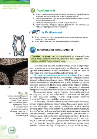Поверхневий апарат клітин складається зі структур,
розташованих над плазматичною мембраною (надмем-
бранні комплекси), самої мембрани, а також деяких
структур під нею (підмембранні комплекси).
Що таке надмембранні комплекси клітин. У клітинах
прокаріотів, грибів і рослин плазматична мембрана ззовні
вкрита клітинною стінкою (мал. 185). У рослин вона скла-
дається переважно з нерозчинних у воді, зібраних у пучки
волокон целюлози. Ці волокна утворюють каркас, заглиб-
лений в основу — матрикс (від лат. матрикс — основа).
Матрикс також складається здебільшого із полісахаридів.
Залежно від типу тканин рослин і функцій, які вони
виконують, до складу клітинної стінки можуть входити
й інші сполуки: ліпіди, білки, неорганічні сполуки
(силіцій(IV) оксид, солі Кальцію тощо).
Наприклад, стінки клітин корка або судин просочу-
ються жироподібними сполуками. Внаслідок цього вміст
клітин відмирає, що сприяє здійсненню ними певних
функцій (опорної або провідної). Клітинні стінки можуть
і дерев’яніти, тобто проміжки між волокнами целюлози
заповнюються особливою органічною речовиною —
лігніном, що також сприяє виконанню опорної функції.
Через клітинні стінки рослин відбувається транспорт
води і певних сполук. Проникність стінок рослинних
клітин можна проілюструвати на прикладі явищ плаз-
молізу і деплазмолізу. Наприклад, якщо клітину зану-
204
КЛІТИННИЙ РІВЕНЬ ОРГАНІЗАЦІЇ
ЖИВОЇ ПРИРОДИ
ПОВЕРХНЕВИЙ АПАРАТ КЛІТИНИ§37.
Терміни та поняття: надмембранні та підмембранні
комплекси клітини, матрикс, фібрили, лігнін, тургор, гліко-
калікс, мікротрубочки, мікронитки.
1. Чому клітини рослин і тварин майже не відрізняються за ор-
ганізацією цитоплазми?
2. Чому в клітинах тварин зазвичай немає вакуолей?
Мал. 185.
Схема типової будови
клітинної оболонки
рослин (а), а також
вигляд стінок трьох
сусідніх клітин
в електронний
мікроскоп (темна
область у центрі —
міжклітинна
речовина) (б)
1. Чому принцип поділу цитоплазми клітини на функціональні
відсіки є характерним для всіх клітин еукаріотів?
2. Чим відрізняються будова і функції гладенької і шорсткої ен-
доплазматичних сіток?
3. Яким чином сполучаються між собою КГ і ЕС?
4. Чому клітинам потрібні травні ферменти і як клітина за-
побігає перетравленню себе самої?
а)
б)
 