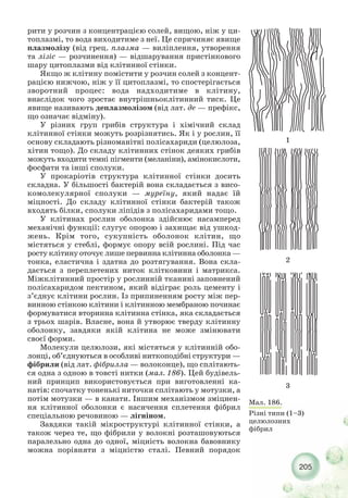 205
рити у розчин з концентрацією солей, вищою, ніж у ци-
топлазмі, то вода виходитиме з неї. Це спричиняє явище
плазмолізу (від грец. плазма — виліплення, утворення
та лізіс — розчинення) — відшарування пристінкового
шару цитоплазми від клітинної стінки.
Якщо ж клітину помістити у розчин солей з концент-
рацією нижчою, ніж у її цитоплазмі, то спостерігається
зворотний процес: вода надходитиме в клітину,
внаслідок чого зростає внутрішньоклітинний тиск. Це
явище називають деплазмолізом (від лат. де — префікс,
що означає відміну).
У різних груп грибів структура і хімічний склад
клітинної стінки можуть розрізнятись. Як і у рослин, її
основу складають різноманітні полісахариди (целюлоза,
хітин тощо). До складу клітинних стінок деяких грибів
можуть входити темні пігменти (меланіни), амінокислоти,
фосфати та інші сполуки.
У прокаріотів структура клітинної стінки досить
складна. У більшості бактерій вона складається з висо-
комолекулярної сполуки — муреїну, який надає їй
міцності. До складу клітинної стінки бактерій також
входять білки, сполуки ліпідів з полісахаридами тощо.
У клітинах рослин оболонка здійснює насамперед
механічні функції: слугує опорою і захищає від ушкод-
жень. Крім того, сукупність оболонок клітин, що
містяться у стеблі, формує опору всій рослині. Під час
росту клітину оточує лише первинна клітинна оболонка —
тонка, еластична і здатна до розтягування. Вона скла-
дається з переплетених ниток клітковини і матрикса.
Міжклітинний простір у рослинній тканині заповнений
полісахаридом пектином, який відіграє роль цементу і
з’єднує клітини рослин. Із припиненням росту між пер-
винною стінкою клітини і клітинною мембраною починає
формуватися вторинна клітинна стінка, яка складається
з трьох шарів. Власне, вона й утворює тверду клітинну
оболонку, завдяки якій клітина не може змінювати
своєї форми.
Молекули целюлози, які містяться у клітинній обо-
лонці, об’єднуються в особливі ниткоподібні структури —
фібрили (від лат. фібрилла — волоконце), що сплітають-
ся одна з одною в товсті нитки (мал. 186). Цей будівель-
ний принцип використовується при виготовленні ка-
натів: спочатку тоненькі ниточки сплітають у мотузки, а
потім мотузки — в канати. Іншим механізмом зміцнен-
ня клітинної оболонки є насичення сплетення фібрил
спеціальною речовиною — лігніном.
Завдяки такій мікроструктурі клітинної стінки, а
також через те, що фібрили у волокні розташовуються
паралельно одна до одної, міцність волокна бавовнику
можна порівняти з міцністю сталі. Певний порядок
Мал. 186.
Різні типи (1–3)
целюлозних
фібрил
 