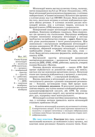 208
КЛІТИННИЙ РІВЕНЬ ОРГАНІЗАЦІЇ
ЖИВОЇ ПРИРОДИ Мітохондрії мають вигляд кулястих тілець, паличок,
ниток (завдовжки від 0,5 до 10 мкм і більше) (мал. 187).
Іноді мітохондрії розгалужуються (наприклад, у клітинах
найпростіших, м’язових волокнах). Кількість цих органел
у клітині різна: від 1 до 100 000 і більше. Вона залежить
від того, наскільки активно в клітині відбуваються про-
цеси обміну речовин. У клітинах зелених рослин міто-
хондрій менше, ніж у клітинах тварин, оскільки їх
функції (синтез АТФ) виконують і хлоропласти.
Поверхневий апарат мітохондрій складається з двох
мембран. Зовнішня мембрана гладенька. Вона відмежо-
вує цю органелу від гіалоплазми. Внутрішня мембрана
утворює випинання всередину мітохондрії у вигляді
трубчастих чи гребінчастих утворів — крист. Кристи ма-
ють різне розташування і часто розгалужуються. Між
зовнішньою і внутрішньою мембранами мітохондрій є
щілина завширшки 10–20 нм. На поверхні внутрішньої
мембрани, оберненій всередину мітохондрії, є особливі
грибоподібні утвори — АТФ соми (від грец. сома —
тіло). Вони містять комплекс ферментів, необхідних для
синтезу АТФ.
Внутрішній простір мітохондрій заповнений
напіврідкою речовиною — матриксом. У ньому містяться
молекули ДНК, іРНК, тРНК, рибосоми, гранули, утворені
солями Кальцію і Магнію.
Основна функція мітохондрій — синтез АТФ. Цей
процес відбувається за допомогою енергії, яка вивіль-
няється під час окиснення органічних сполук. Початкові
етапи цих процесів відбуваються у матриксі, а наступні,
зокрема синтез АТФ, — у внутрішній мембрані.
Кисень проникає в мітохондрії, де він вступає в бага-
тоступінчасту реакцію з різними поживними речовина-
ми — білками, вуглеводами тощо. Цей процес нази-
вається клітинним диханням. В результаті виділяється
хімічна енергія, яку клітка запасає в особливій речовині —
аденозинтрифосфатній кислоті, або АТФ. Це універ-
сальний накопичувач енергії, яку організм витрачає на
ріст, рух, підтримку своєї життєдіяльності.
Мітохондрії в клітині постійно оновлюються. Наприк-
лад, у клітинах печінки тривалість життя мітохондрій
становить приблизно 10 діб.
Кількість мітохондрій залежить від активності клітини,
її енергетичних витрат. З тієї самої причини змінюється їх
кількість і в процесі онтогенезу: в молодих ембріональних
клітинах вони більш численні, ніж у відносно старих пост-
ембріональних.
Що таке пластиди. Пластиди (від грец. пластос —
виліплений) належать до особливого класу органел, які
властиві лише рослинам і бувають кількох типів. Плас-
Мал. 187.
Схема будови
мітохондрії:
1 — молекули
АТФ синтетази;
2 — матрикс;
3 — мембранний
простір;
4 — кристи;
5 — рибосоми;
6 — гранули;
7 — ДНК;
8 — зовнішня
мембрана;
9 — внутрішня
мембрана
1
45
6
7 8
9
3
2
 