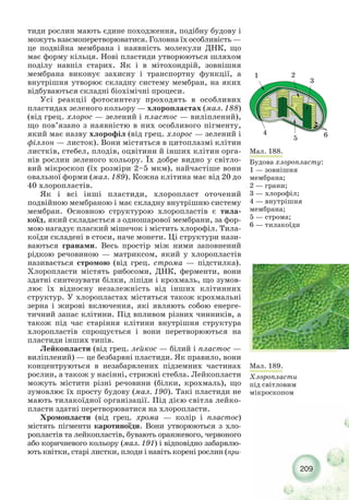 209
тиди рослин мають єдине походження, подібну будову і
можуть взаємоперетворюватися. Головна їх особливість —
це подвійна мембрана і наявність молекули ДНК, що
має форму кільця. Нові пластиди утворюються шляхом
поділу навпіл старих. Як і в мітохондрій, зовнішня
мембрана виконує захисну і транспортну функції, а
внутрішня утворює складну систему мембран, на яких
відбуваються складні біохімічні процеси.
Усі реакції фотосинтезу проходять в особливих
пластидах зеленого кольору — хлоропластах (мал. 188)
(від грец. хлорос — зелений і пластос — виліплений),
що пов’язано з наявністю в них особливого пігменту,
який має назву хлорофіл (від грец. хлорос — зелений і
філлон — листок). Вони містяться в цитоплазмі клітин
листків, стебел, плодів, оцвітини й інших клітин орга-
нів рослин зеленого кольору. Їх добре видно у світло-
вий мікроскоп (їх розміри 2–5 мкм), найчастіше вони
овальної форми (мал. 189). Кожна клітина має від 20 до
40 хлоропластів.
Як і всі інші пластиди, хлоропласт оточений
подвійною мембраною і має складну внутрішню систему
мембран. Основною структурою хлоропластів є тила-
коїд, який складається з одношарової мембрани, за фор-
мою нагадує плаский мішечок і містить хлорофіл. Тила-
коїди складені в стоси, наче монети. Ці структури нази-
ваються гранами. Весь простір між ними заповнений
рідкою речовиною — матриксом, який у хлоропластів
називається стромою (від грец. строма — підстилка).
Хлоропласти містять рибосоми, ДНК, ферменти, вони
здатні синтезувати білки, ліпіди і крохмаль, що зумов-
лює їх відносну незалежність від інших клітинних
структур. У хлоропластах містяться також крохмальні
зерна і жирові включення, які являють собою енерге-
тичний запас клітини. Під впливом різних чинників, а
також під час старіння клітини внутрішня структура
хлоропластів спрощується і вони перетворюються на
пластиди інших типів.
Лейкопласти (від грец. лейкос — білий і пластос —
виліплений) — це безбарвні пластиди. Як правило, вони
концентруються в незабарвлених підземних частинах
рослин, а також у насінні, стрижні стебла. Лейкопласти
можуть містити різні речовини (білки, крохмаль), що
зумовлює їх просту будову (мал. 190). Такі пластиди не
мають тилакоїдної організації. Під дією світла лейко-
пласти здатні перетворюватися на хлоропласти.
Хромопласти (від грец. хрома — колір і пластос)
містять пігменти каротиноїди. Вони утворюються з хло-
ропластів та лейкопластів, бувають оранжевого, червоного
або коричневого кольору (мал. 191) і відповідно забарвлю-
ють квітки, старі листки, плоди і навіть корені рослин (при-
Мал. 188.
Будова хлоропласту:
1 — зовнішня
мембрана;
2 — грани;
3 — хлорофіл;
4 — внутрішня
мембрана;
5 — строма;
6 — тилакоїди
1 2
3
4
5 6
Мал. 189.
Хлоропласти
під світловим
мікроскопом
 