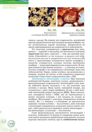 210
КЛІТИННИЙ РІВЕНЬ ОРГАНІЗАЦІЇ
ЖИВОЇ ПРИРОДИ
гадайте моркву). На відміну від хлоропластів, внутрішній
простір хромопластів не має складної системи мембран, ли-
ше зустрічаються окремі тилакоїди. Хромопласти не
здатні перетворюватися на хлоропласти та лейкопласти.
Усі пластиди утворюються з пропластид (від грец.
протос — перший і пластиди), які містяться в клітинах
меристеми (від грец. мерістос — той, що здатний діли-
тися). (Пригадайте, це та тканина, за рахунок якої відбу-
вається ріст рослини й утворюються всі інші тканини.) На
світлі у пропластидах починається синтез хлорофілу і
водночас утворюється складна система внутрішніх
мембран — вони перетворюються на хлоропласти. В тем-
ряві розвиток йде іншим шляхом — у пластиді не синте-
зується хлорофіл і не утворюються тилакоїди: вона стає
лейкопластом. Однак, якщо клітину, що розвинулась у
темряві, піддати дії світла, в ній утворяться нормальні
тилакоїди і вона стане хлоропластом (мал. 192).
Автономність мітохондрій і пластид. При вивченні
особливостей будови, хімічного складу, розмноження і
функціонування хлоропластів і мітохондрій в них мож-
на побачити багато спільного і те, що властиве для
клітини в цілому. Вони мають зовнішній покрив, що
складається з двох шарів мембрани. В них є свій влас-
ний генетичний апарат (молекула ДНК). Вони синтезу-
ють специфічні білки і РНК, які не синтезуються в
інших частинах клітини, і які входять до складу їх
мембран. Мітохондрії і пластиди утворюються шляхом
поділу. Як і у випадку з клітинами, де реалізується
принцип «кожна клітина — від клітини», нові пластиди
і мітохондрії утворюються за рахунок поділу навпіл ста-
рих, тобто реалізується принцип: кожна мітохондрія —
від мітохондрії, а пластиди — від пластид.
Саме функціональна автономність мітохондрій і
пластид, особливості їх будови й утворення нових шля-
хом поділу нагадують примітивних прокаріотів, що дало
підставу висунути гіпотезу про їх симбіотопічне поход-
Мал. 190.
Лейкопласти
в клітинах бульби картоплі
Мал. 191.
Хромопласти в клітинах
червоного перцю
 