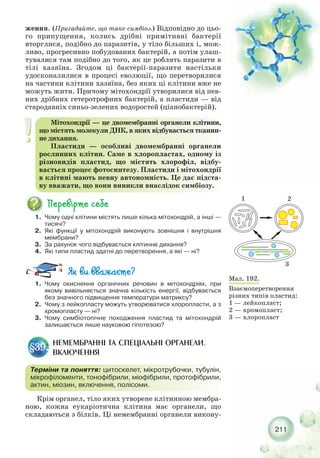 211
1. Чому одні клітини містять лише кілька мітохондрій, а інші —
тисячі?
2. Які функції у мітохондрій виконують зовнішня і внутрішня
мембрани?
3. За рахунок чого відбувається клітинне дихання?
4. Які типи пластид здатні до перетворення, а які — ні?
1. Чому окиснення органічних речовин в мітохондріях, при
якому вивільняється значна кількість енергії, відбувається
без значного підвищення температури матриксу?
2. Чому з лейкопласту можуть утворюватися хлоропласти, а з
хромопласту — ні?
3. Чому симбіотопічне походження пластид та мітохондрій
залишається лише науковою гіпотезою?
ження. (Пригадайте, що таке симбіоз.) Відповідно до цьо-
го припущення, колись дрібні примітивні бактерії
вторглися, подібно до паразитів, у тіло більших і, мож-
ливо, прогресивно побудованих бактерій, а потім улаш-
тувалися там подібно до того, як це роблять паразити в
тілі хазяїна. Згодом ці бактерії паразити настільки
удосконалилися в процесі еволюції, що перетворилися
на частини клітини хазяїна, без яких ці клітини вже не
можуть жити. Причому мітохондрїї утворилися від пев-
них дрібних гетеротрофних бактерій, а пластиди — від
стародавніх синьо зелених водоростей (ціанобактерій).
Мітохондрії — це двомембранні органели клітини,
що містять молекули ДНК, в яких відбувається тканин-
не дихання.
Пластиди — особливі двомембранні органели
рослинних клітин. Саме в хлоропластах, одному із
різновидів пластид, що містять хлорофіл, відбу-
вається процес фотосинтезу. Пластиди і мітохондрії
в клітині мають певну автономність. Це дає підста-
ву вважати, що вони виникли внаслідок симбіозу.
Мал. 192.
Взаємоперетворення
різних типів пластид:
1 — лейкопласт;
2 — хромопласт;
3 — хлоропласт
1 2
3
НЕМЕМБРАННІ ТА СПЕЦІАЛЬНІ ОРГАНЕЛИ.
ВКЛЮЧЕННЯ
§39.
Терміни та поняття: цитоскелет, мікротрубочки, тубулін,
мікрофіломенти, тонофібрили, міофібрили, протофібрили,
актин, міозин, включення, полісоми.
Крім органел, тіло яких утворене клітинною мембра-
ною, кожна еукаріотична клітина має органели, що
складаються з білків. Ці немембранні органели викону-
 