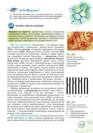 219
1. Чому ядро називають ще «центром керування» клітиною?
2. Чому ядра різних клітин відрізняються за своєю формою?
3. Чому у бактерій в ході еволюції так і не виникло ядро?
Що таке хромосома. Хромосома — це елемент ядра,
що складається з хроматину, основу якого становить
ДНК, і білків гістонів. Спадкова інформація організму
міститься в ДНК. Образно можна сказати, що вся ДНК
клітини поділена на шматочки, згорнуті таким чином,
що утворюють щільні структури — хромосоми. Отже,
сукупність хромосом ядра формує генетичний (спадко-
вий) апарат клітини. Хромосоми наявні лише в еука-
ріотів (мал. 202), тоді як у прокаріотів весь генетичний
апарат представлений лише однією молекулою ДНК,
замкненою в кільце. На різних етапах життя клітини
хромосоми мають різну форму. Коли здійснюється поділ
клітини, хромосоми перебувають у дуже ущільненому
стані (спіралізуються). Коли клітини не діляться, хро-
мосоми розплітаються і мають вигляд довгих тонких ни-
ток. Особливу роль у хромосомах відіграють гістони —
білки з лужними властивостями. Саме вони щільно спо-
лучаються з ДНК і в першу чергу визначають форму і її
укладання в хромосомі.
Будова хромосоми залежить від положення особли-
вої перетяжки — центромери (від центр і грец. мерос —
частина), яка поділяє її на дві частини — плечі.
Відповідно до розміщення центромери розрізняють чо-
тири головних типи хромосом (мал. 203): метацент-
ричні, коли центромера поділяє хромосому на дві рівні
частини; субметацентричні, коли поділяє хромосому на
два нерівних плеча: акроцентричні, коли центромера
розташовується майже на кінці хромосоми і хромосома
має одне велике і одне майже непомітне плече і телоце-
нтричні — паличкоподібні хромосоми з центромерою на
самому кінці хромосоми.
Що таке хромосомний набір. У ядрі клітин усіх еука-
ріотів міститься не одна, а кілька хромосом, кількість
яких змінюється залежно від виду організму від 4 до 200
ХРОМОСОМИ Й КАРІОТИП§41.
Терміни та поняття: хромосома, гістони, генетичний
(спадковий) апарат, центромери, хромосомний набір, со-
матичні клітини, каріотип, гаплоїдний і диплоїдний набори
хромосом, статеві хромосоми, аутосоми, хромосомні хво-
роби, мутація, гомогаметна та гетерогаметна статі.
Мал. 203.
Різні типи хромосом
на початку клітинного
поділу:
а — метацентрична;
б — субметацентрична;
в — акроцентрична;
г — телоцентрична
Мал. 202.
Такий вигляд має
хромосома слинних
залоз комах
в електронному
мікроскопі
а) б) в) г)
 