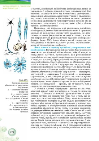 224
КЛІТИННИЙ РІВЕНЬ ОРГАНІЗАЦІЇ
ЖИВОЇ ПРИРОДИ із клітин, які можуть виконувати різні функції. Якщо це
тварина, то її клітини повинні: рухати тіло або окремі його
частини; захищати його від механічних ушкоджень і
патогенних мікроорганізмів; брати участь у травленні і
виділенні; синтезувати біологічно активні речовини
(гормони); здійснювати транспортування речовин або їх
запасання; регулювати і координувати роботу різних
органів; розмножуватися.
Очевидно, що клітини, які виконують настільки
різні функції, мають бути спеціалізованими й пристосо-
ваними до вирішення конкретного завдання. Це дося-
гається шляхом формування великої кількості клітин,
які відрізняються різноманітною будовою, розмірами і
формою (мал. 206). Адже тільки такий «оркестр», що
складається з великої кількості різних «музикантів»,
може зіграти складну симфонію.
Яким чином в одному організмі утворюються такі
різні клітини. Багатоклітинний організм бере початок із
зиготи — заплідненої яйцеклітини, або зі спори —
спеціальної клітини, призначеної для розмноження
(пригадайте, в якому випадку новий організм бере початок ані
зі спори, ані з зиготи). При дробленні зиготи утворюються
однакові клітини. Проте, відповідно до збільшення кіль-
кості клітинних поділів і формування зародка, відбу-
вається спеціалізація клітин. Починається процес із фор-
мування трьох клітинних шарів, які називаються зарод-
ковими листками: зовнішній шар клітин — ектодерма,
внутрішній — ентодерма й проміжний — мезодерма.
(Пригадайте, у яких тварин уперше з’являється третій
зародковий листок.) З ектодерми утворюються покриви й
органи чуття, з ентодерми — органи дихальної й травної
систем, а з мезодерми — органи, що об’єднують тіло у
єдине ціле, зокрема опорно рухова система.
У кожній клітині «працюють» далеко не всі гени,
властиві даному виду організмів, а тільки їх незначна
частина. Причому в кожній функціональній групі
клітин активні як специфічні гени, так і такі, що ак-
тивні в усіх клітинах організму. Тому, незважаючи на те,
що генетичний матеріал під час поділу розподіляється
порівну між двома дочірніми клітинами, у процесі роз-
витку зародка в новоутворених клітинах проявляють
активність ті або інші групи генів. Це явище називаєть-
ся диференційною активністю генів. Саме в такий спосіб
клітини починають відрізнятися одна від одної. Наступні
клітинні поділи приводять до подальшої диференціації
роботи генів, при цьому в клітинах зупиняється синтез
одних білків і починається продукування інших. З ура-
хуванням того, що білки — це не тільки структурні ком-
поненти клітинної мембрани, але й регулятори хімічних
реакцій, що протікають у клітині (пригадайте, як назива-
Мал. 206.
Клітини людини
різноманітні за формою
і будовою:
а — нервова клітина
(нейрон);
б — посмугована
м’язова клітина;
в — гладенька м’язова
клітина;
г — еритроцити;
д — меланоцити —
клітини шкіри,
що містять пігмент
меланін
а)
б) в)
г)
д)
 