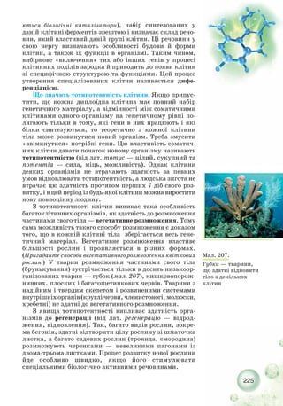 225
Мал. 207.
Губки — тварини,
що здатні відновити
тіло з декількох
клітин
ються біологічні каталізатори), набір синтезованих у
даній клітині ферментів зрештою і визначає склад речо-
вин, який властивий даній групі клітин. Ці речовини у
свою чергу визначають особливості будови й форми
клітин, а також їх функції в організмі. Таким чином,
вибіркове «включення» тих або інших генів у процесі
клітинних поділів зародка й приводить до появи клітин
зі специфічною структурою та функціями. Цей процес
утворення спеціалізованих клітин називається дифе-
ренціацією.
Що значить тотипотентність клітини. Якщо припус-
тити, що кожна диплоїдна клітина має повний набір
генетичного матеріалу, а відмінності між соматичними
клітинами одного організму на генетичному рівні по-
лягають тільки в тому, які гени в них працюють і які
білки синтезуються, то теоретично з кожної клітини
тіла може розвинутися новий організм. Треба змусити
«ввімкнутися» потрібні гени. Цю властивість соматич-
них клітин давати початок новому організму називають
тотипотентністю (від лат. тотус — цілий, сукупний та
потентіа — сила, міць, можливість). Однак клітини
деяких організмів не втрачають здатність за певних
умов відновлювати тотипотентність, а людська зигота не
втрачає цю здатність протягом перших 7 діб свого роз-
витку, і в цей період із будь якої клітини можна виростити
нову повноцінну людину.
З тотипотентності клітин виникає така особливість
багатоклітинних організмів, як здатність до розмноження
частинами свого тіла — вегетативне розмноження. Тому
сама можливість такого способу розмноження є доказом
того, що в кожній клітині тіла зберігається весь гене-
тичний матеріал. Вегетативне розмноження властиве
більшості рослин і проявляється в різних формах.
(Пригадайте способи вегетативного розмноження квіткових
рослин.) У тварин розмноження частинами свого тіла
(брунькування) зустрічається тільки в досить низькоор-
ганізованих тварин — губок (мал. 207), кишковопорож-
нинних, плоских і багатощетинкових червів. Тварини з
надійним і твердим скелетом і розвиненими системами
внутрішніх органів (круглі черви, членистоногі, молюски,
хребетні) не здатні до вегетативного розмноження.
З явища тотипотентності випливає здатність орга-
нізмів до регенерації (від лат. регенераціо — відрод-
ження, відновлення). Так, багато видів рослин, зокре-
ма бегонія, здатні відтворити цілу рослину зі шматочка
листка, а багато садових рослин (троянда, смородина)
розмножують черенками — невеликими пагонами із
двома трьома листками. Процес розвитку нової рослини
йде особливо швидко, якщо його стимулювати
спеціальними біологічно активними речовинами.
 
