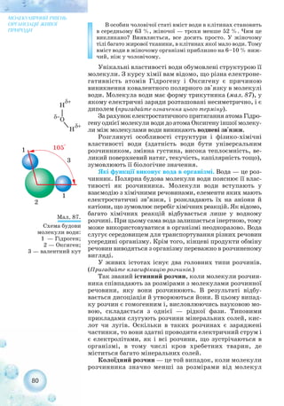 В особин чоловічої статі вміст води в клітинах становить
в середньому 63 %, жіночої — трохи менше 52 %. Чим це
викликано? Виявляється, все досить просто. У жіночому
тілі багато жирової тканини, в клітинах якої мало води. Тому
вміст води в жіночому організмі приблизно на 6–10 % ниж-
чий, ніж у чоловічому.
Унікальні властивості води обумовлені структурою її
молекули. З курсу хімії вам відомо, що різна електроне-
гативність атомів Гідрогену і Оксигену є причиною
виникнення ковалентного полярного зв'язку в молекулі
води. Молекула води має форму трикутника (мал. 87), у
якому електричні заряди розташовані несиметрично, і є
диполем (пригадайте означення цього терміну).
За рахунок електростатичного притягання атома Гідро-
гену однієї молекули води до атома Оксигену іншої молеку-
ли між молекулами води виникають водневі зв'язки.
Розглянуті особливості структури і фізико хімічні
властивості води (здатність води бути універсальним
розчинником, змінна густина, висока теплоємність, ве-
ликий поверхневий натяг, текучість, капілярність тощо),
зумовлюють її біологічне значення.
Які функції виконує вода в організмі. Вода — це роз-
чинник. Полярна будова молекули води пояснює її влас-
тивості як розчинника. Молекули води вступають у
взаємодію з хімічними речовинами, елементи яких мають
електростатичні зв’язки, і розкладають їх на аніони й
катіони, що зумовлює перебіг хімічних реакцій. Як відомо,
багато хімічних реакцій відбувається лише у водному
розчині. При цьому сама вода залишається інертною, тому
може використовуватися в організмі неодноразово. Вода
слугує середовищем для транспортування різних речовин
усередині організму. Крім того, кінцеві продукти обміну
речовин виводяться з організму переважно в розчиненому
вигляді.
У живих істотах існує два головних типи розчинів.
(Пригадайте класифікацію розчинів.)
Так званий істинний розчин, коли молекули розчин-
ника співпадають за розмірами з молекулами розчинної
речовини, яку вони розчинюють. В результаті відбу-
вається дисоціація й утворюються йони. В цьому випад-
ку розчин є гомогенним і, висловлюючись науковою мо-
вою, складається з однієї — рідкої фази. Типовими
прикладами слугують розчини мінеральних солей, кис-
лот чи лугів. Оскільки в таких розчинах є заряджені
частинки, то вони здатні проводити електричний струм і
є електролітами, як і всі розчини, що зустрічаються в
організмі, в тому числі кров хребетних тварин, де
міститься багато мінеральних солей.
Колоїдний розчин — це той випадок, коли молекули
розчинника значно менші за розмірами від молекул
80
МОЛЕКУЛЯРНИЙ РІВЕНЬ
ОРГАНІЗАЦІЇ ЖИВОЇ
ПРИРОДИ
Мал. 87.
Схема будови
молекули води:
1 — Гідроген;
2 — Оксиген;
3 — валентний кут
 