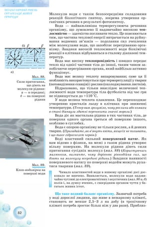 Молекули води є також безпосередніми складовими
реакцій біологічного синтезу, зокрема утворення ор-
ганічних речовин в результаті фотосинтезу.
Вода — найважливіша терморегулююча речовина
організму, що зумовлено її надзвичайно високою теп-
лоємністю — здатністю поглинати тепло. Це пояснюється
тим, що частина теплової енергії витрачається на руйну-
вання водневих зв’язків — подолання сил зчеплення
між молекулами води, що запобігає перегріванню орга-
нізму. Завдяки високій теплоємності води біохімічні
реакції в клітинах відбуваються в сталому діапазоні тем-
ператур.
Вода має високу теплопровідність і швидко передає
тепло від однієї частини тіла до іншої, таким чином за-
побігаючи перегріванню органа, який найбільш активно
функціонує.
Вода має велику теплоту випаровування; саме ця її
особливість використовується при терморегуляції у тварин
(потовиділення ссавців) і рослин (охолоджування листків).
Підраховано, що тільки внаслідок величезної теп-
лоємності води температура тіла футболіста під час гри
не підвищується до +110 °С.
У води велика теплота плавлення. Це перешкоджає
утворенню кристалів льоду в клітинах при зниженні
температури. (Тепер вам зрозуміло, чому рослини або комахи
в стані діапаузи здатні переносити значні морози.)
Вода діє як мастильна рідина в тих частинах тіла, де
поверхня одного органа треться об поверхню іншого,
особливо в суглобах.
Вода є опорою організму не тільки рослин, а й деяких
тварин. (Пригадайте, як в’януть квіти, якщо їх не поливати,
і що таке гідроскелет червів.)
Воді властивий сильний поверхневий натяг. Як
вам відомо з фізики, на межі з газом рідина утворює
вільну поверхню. На молекули рідини діють сили
притягання сусідніх молекул (мал. 88) (Користуючись
малюнком, визначте, чому дорівнює рівнодійна сил, що
діють на молекулу всередині рідини.) Завдяки наявності
поверхневого натягу по поверхні водойм можуть руха-
тися тварини (мал. 89).
Чимало властивостей води в живому організмі досі дос-
конало не вивчено. Виявляється, молекули води надзви-
чайно чутливі до електромагнітних і акустичних (мал. 90 а, б)
полів і, на думку вчених, є своєрідним органом чуття у ба-
гатьох живих істот.
Що таке водний баланс організму. Зазвичай потреба
у воді дорослої людини, що живе в нежаркому кліматі,
становить не менше 2,5–3 л на добу (в тропічному
кліматі потреба зростає більш ніж у два рази). Приблиз-
82
МОЛЕКУЛЯРНИЙ РІВЕНЬ
ОРГАНІЗАЦІЇ ЖИВОЇ
ПРИРОДИ
Мал. 89.
Клоп водомірка на
поверхні води
Мал. 88.
Сили притягання,
що діють на
молекули рідини:
а — в середині;
б — на поверхні
рідини
а)
б)
 