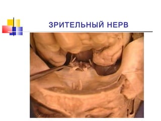 ЗРИТЕЛЬНЫЙ НЕРВ
 