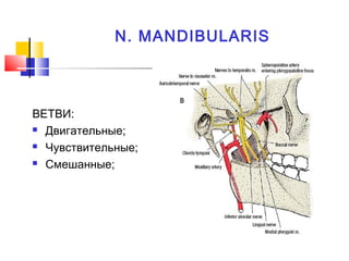 N. MANDIBULARIS
ВЕТВИ:
 Двигательные;
 Чувствительные;
 Смешанные;
 