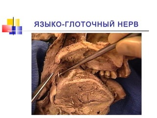 ЯЗЫКО-ГЛОТОЧНЫЙ НЕРВ
 