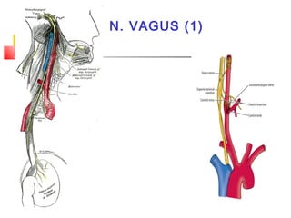 N. VAGUS (1)
 