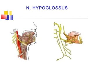 N. HYPOGLOSSUS
 